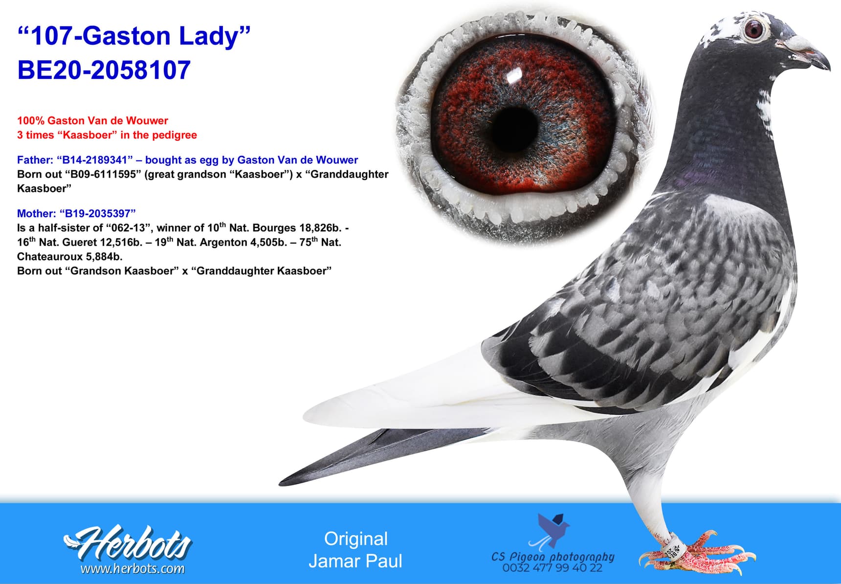 pigeon: undefined