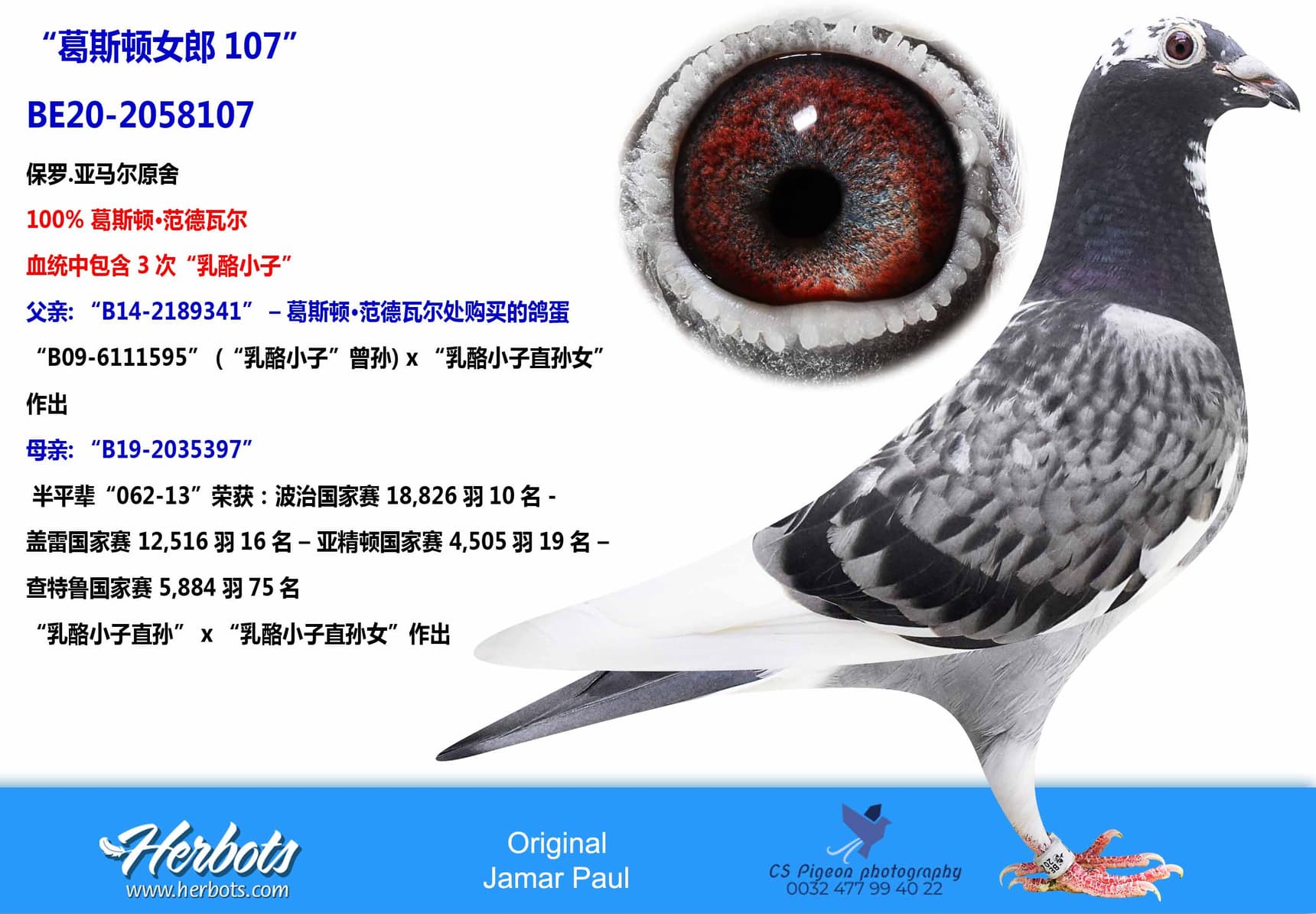 pigeon: “葛斯顿女郎107”