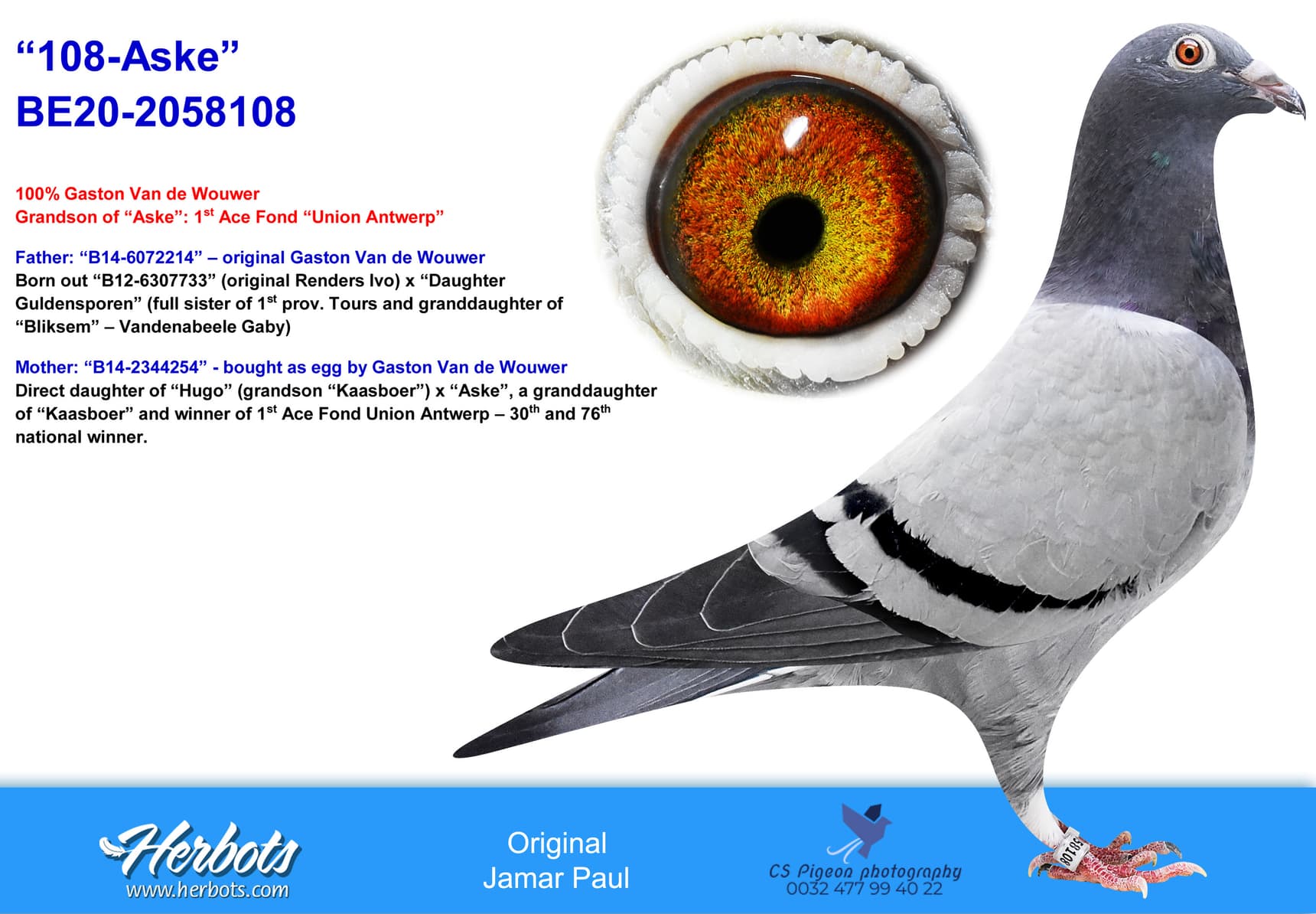 pigeon: undefined