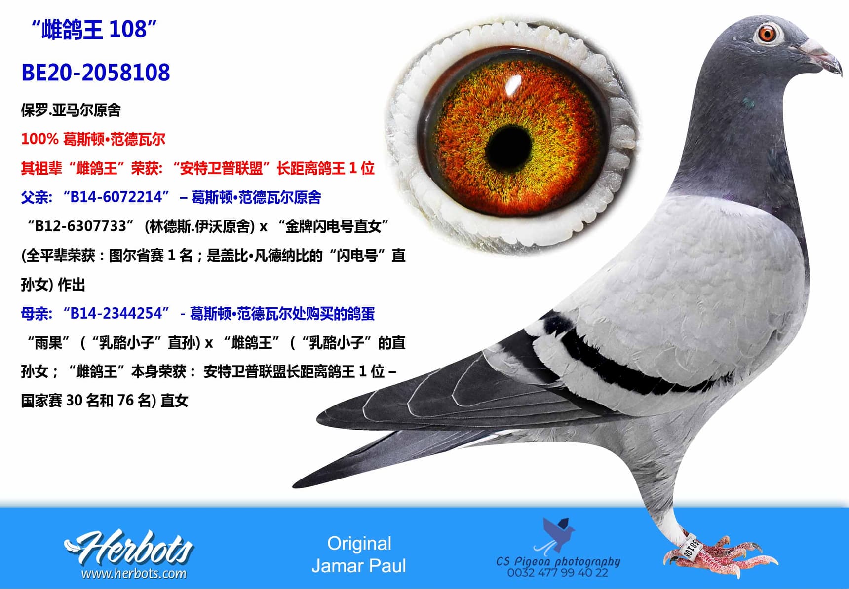 pigeon: “鸽王108”