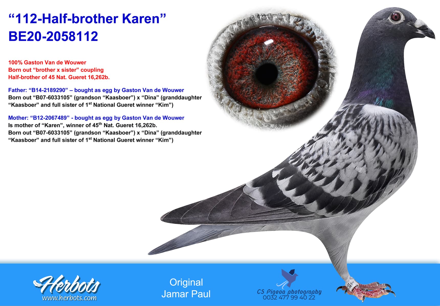 pigeon: undefined