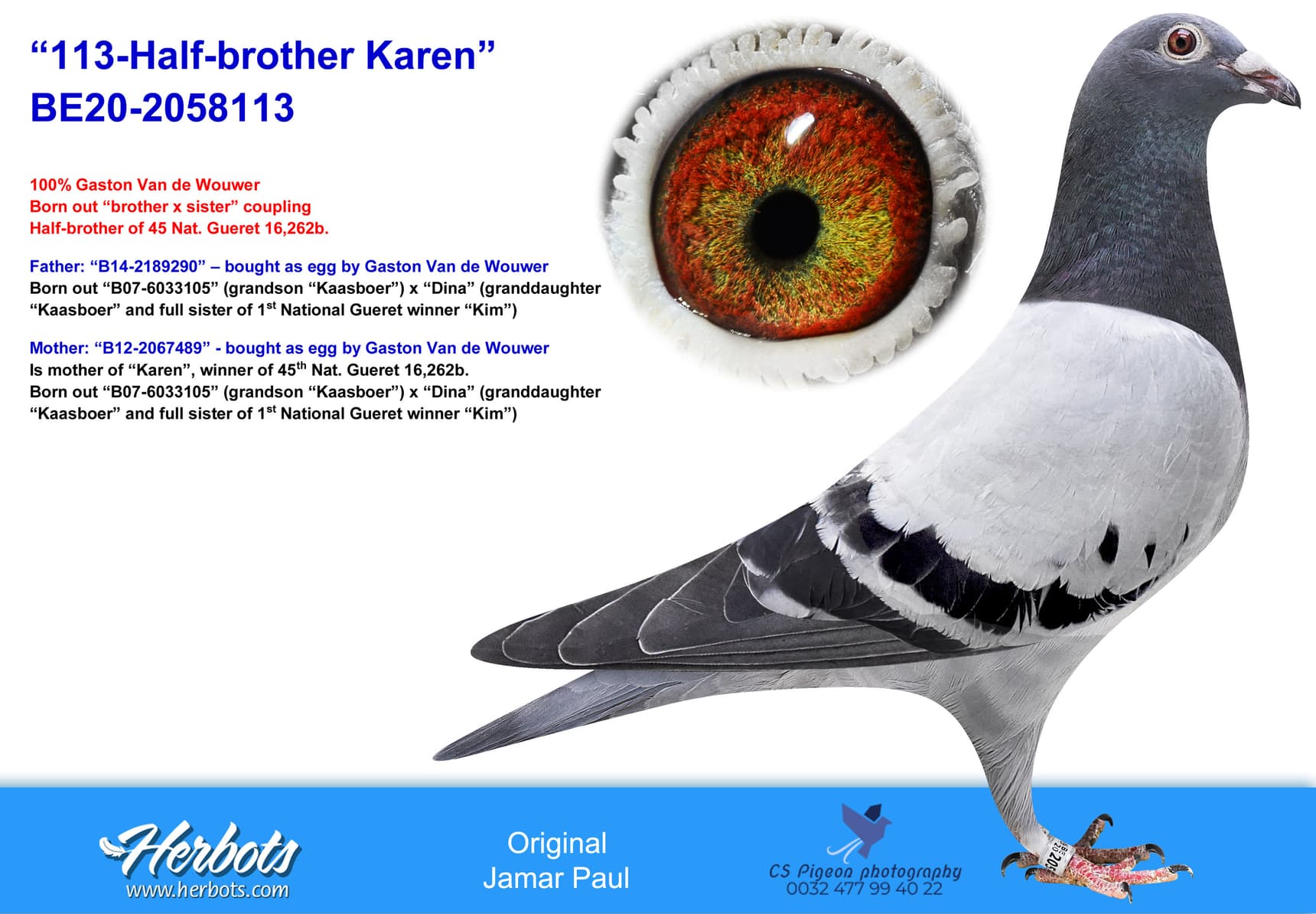 pigeon: undefined