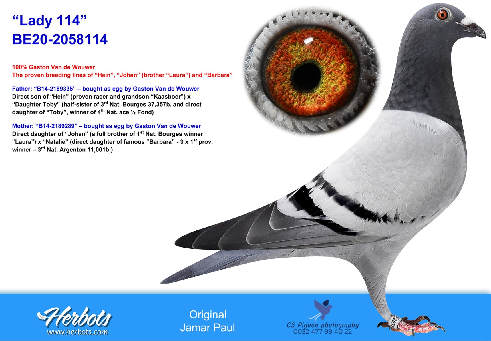 pigeon: undefined