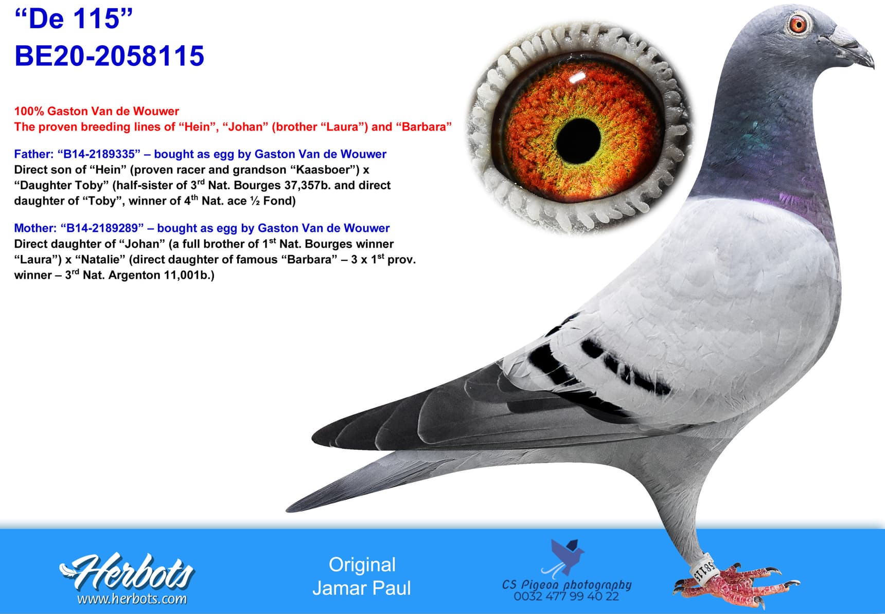 pigeon: undefined