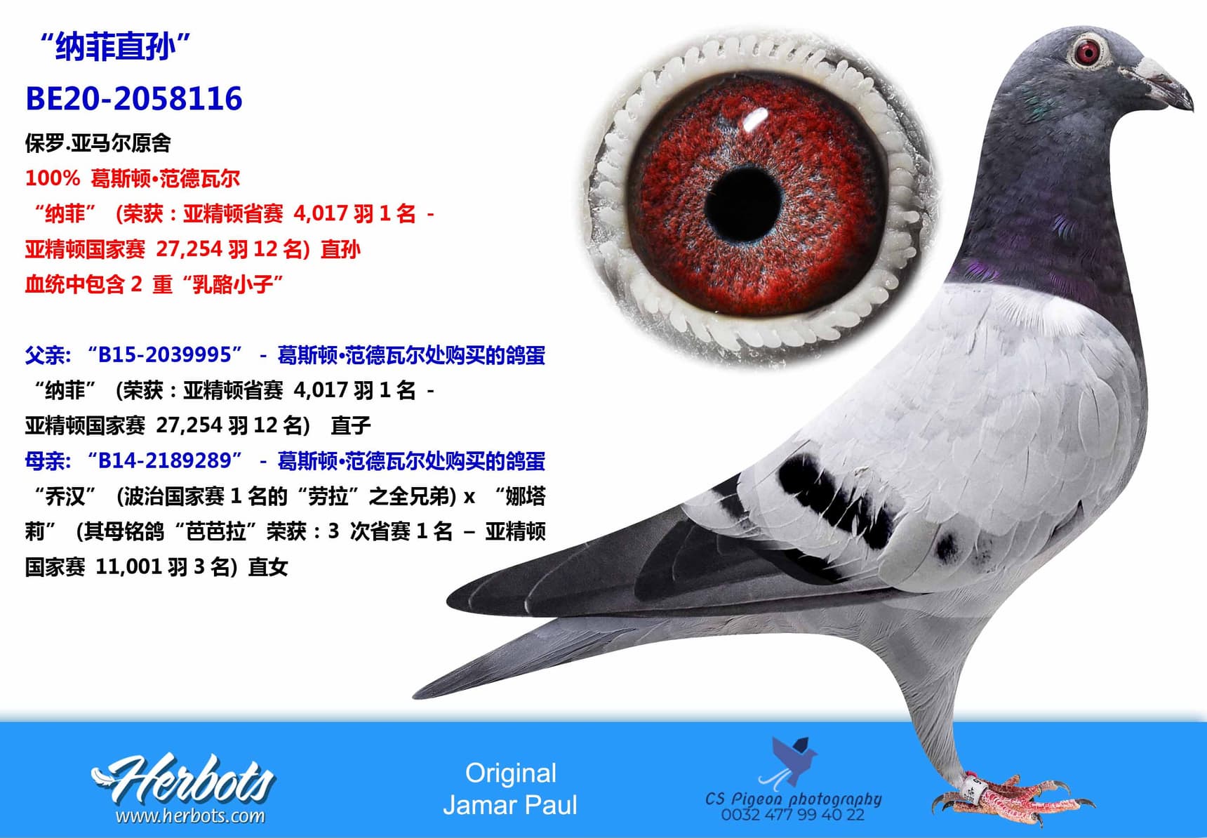 pigeon: “纳菲直孙”