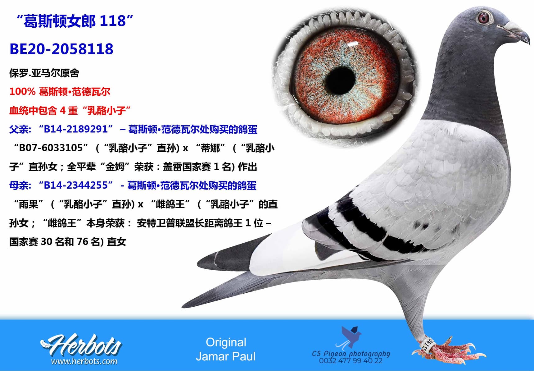 pigeon: “葛斯顿女郎118”