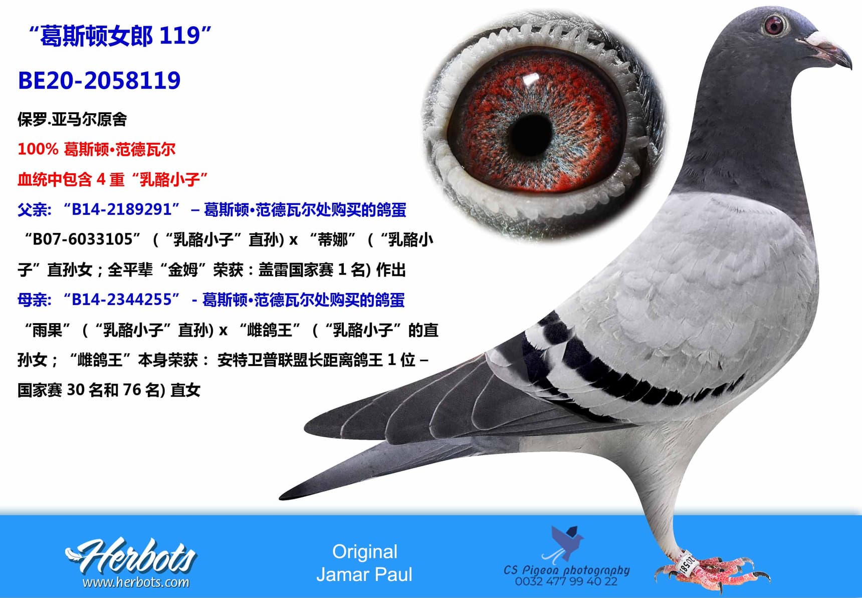 pigeon: “葛斯顿女郎119”