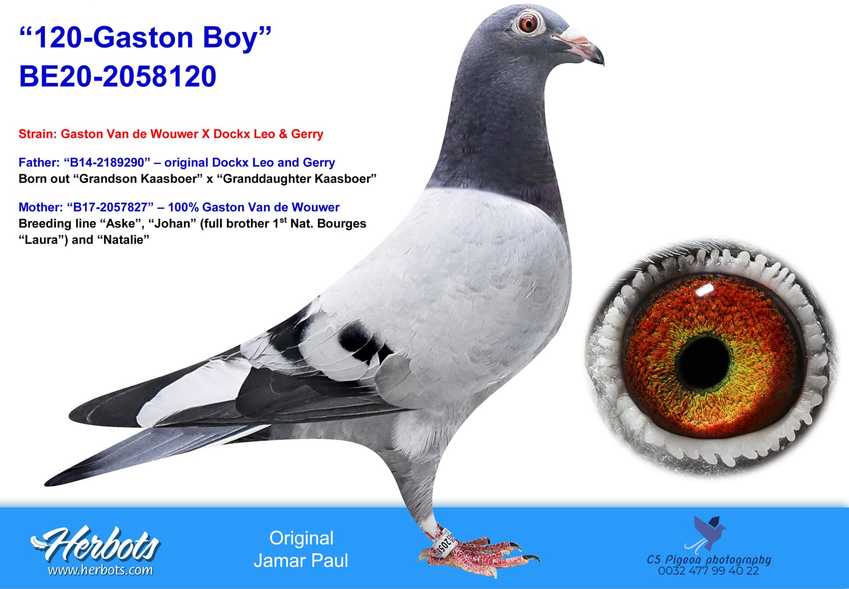 pigeon: undefined