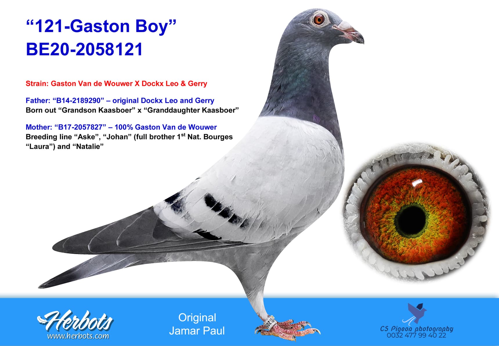 pigeon: undefined
