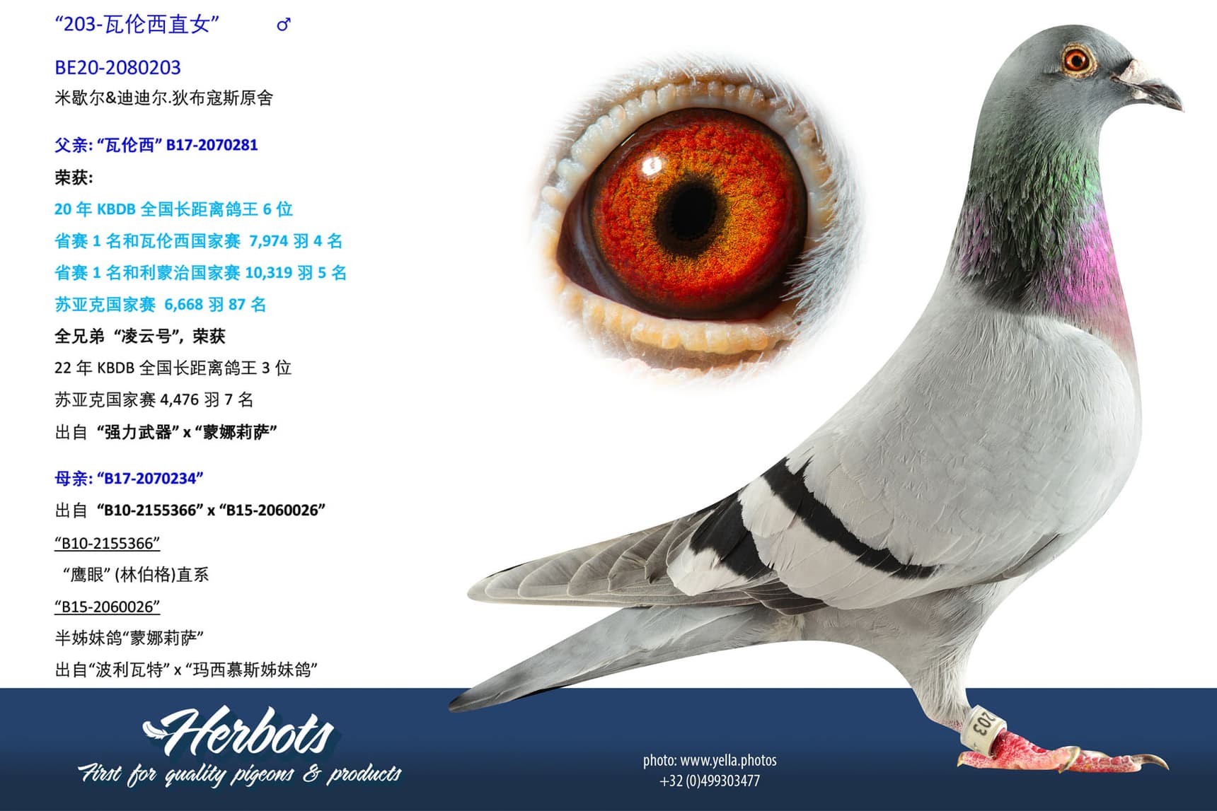 pigeon: undefined