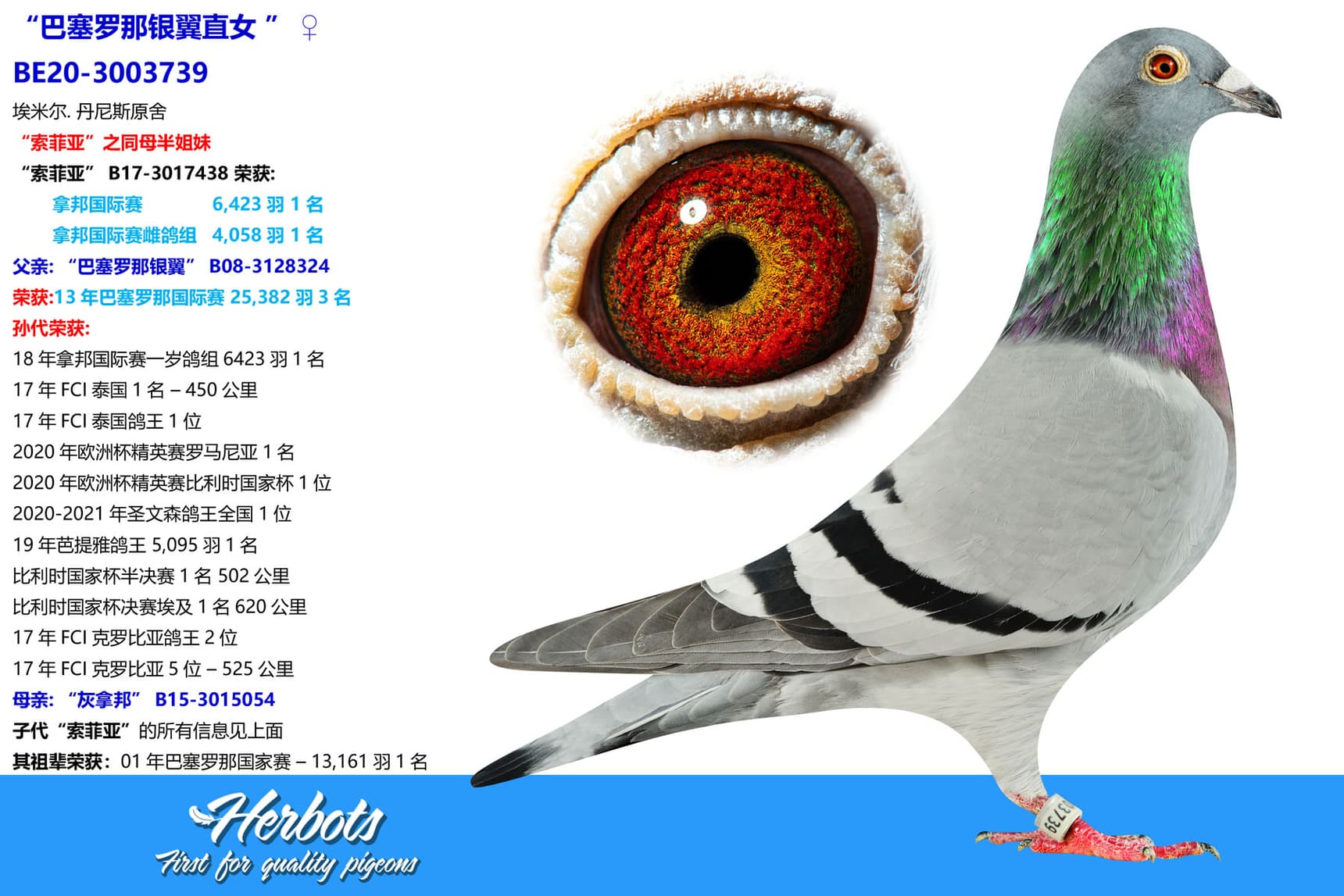 pigeon: undefined