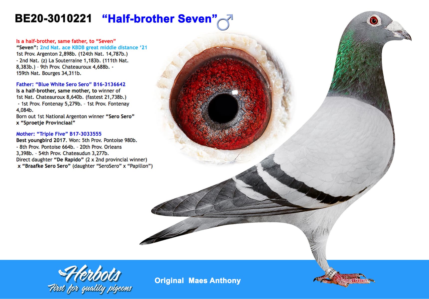 pigeon: undefined