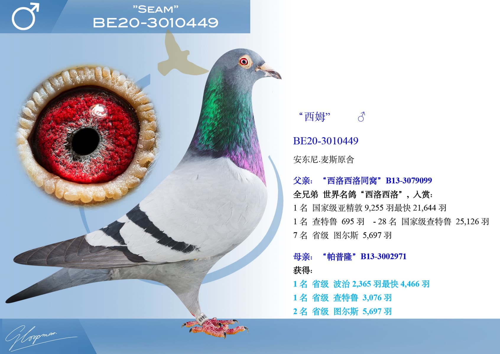 pigeon: undefined
