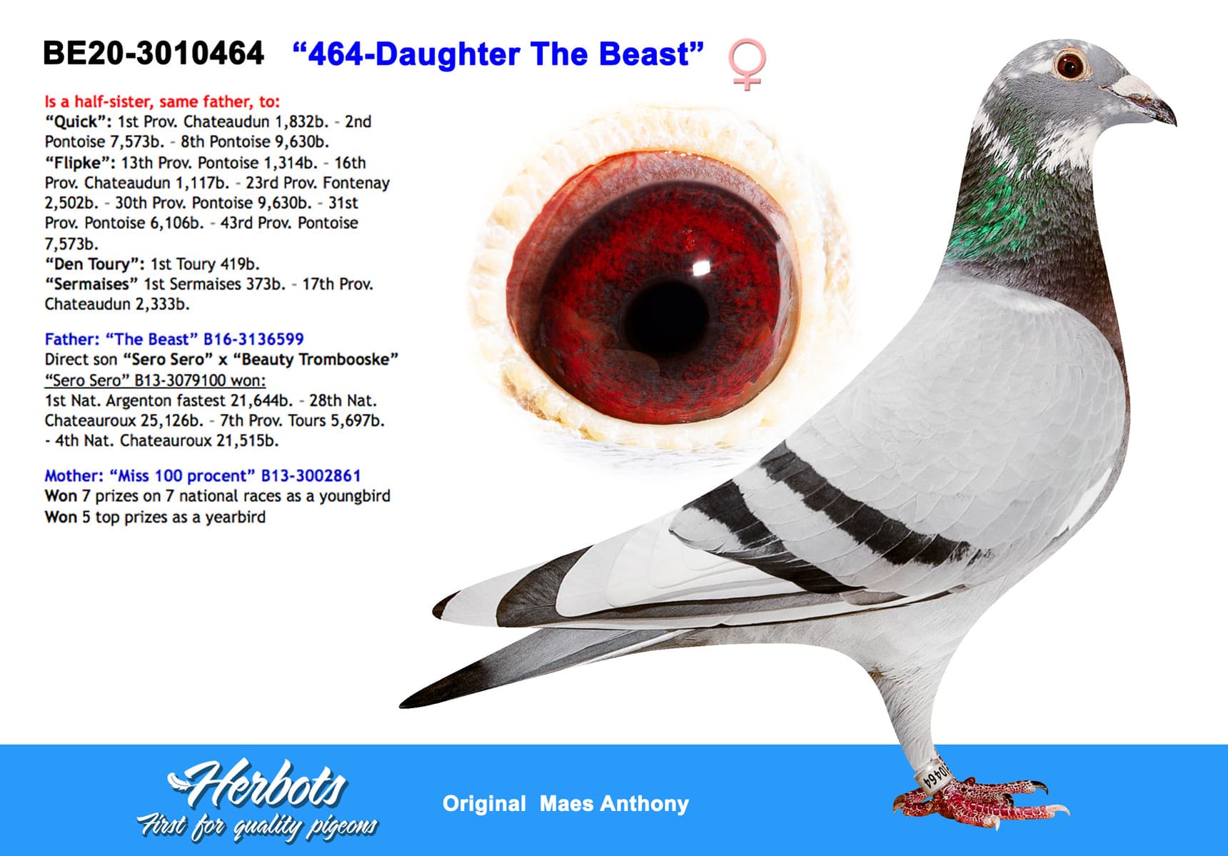 pigeon: undefined