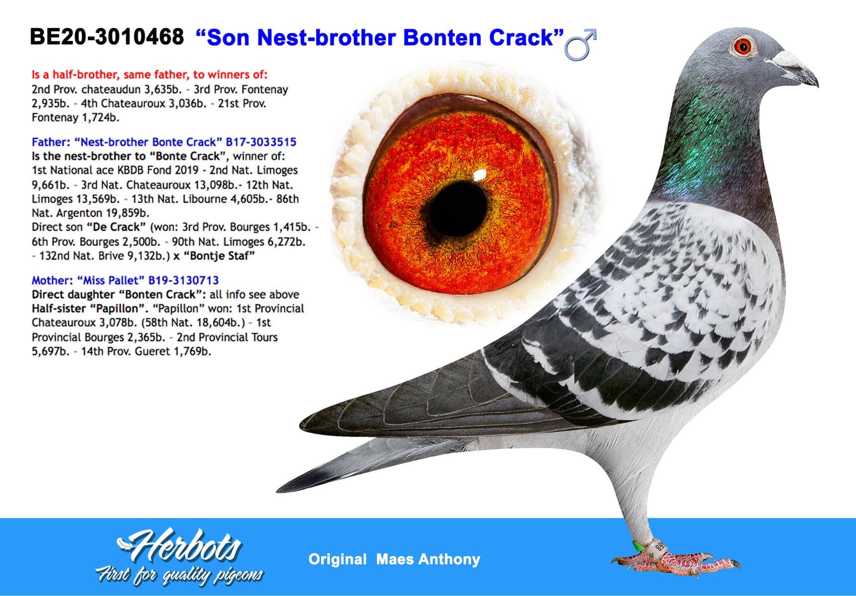 pigeon: undefined