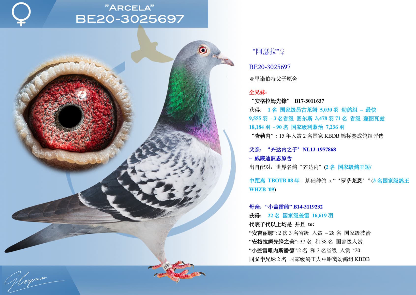 pigeon: undefined