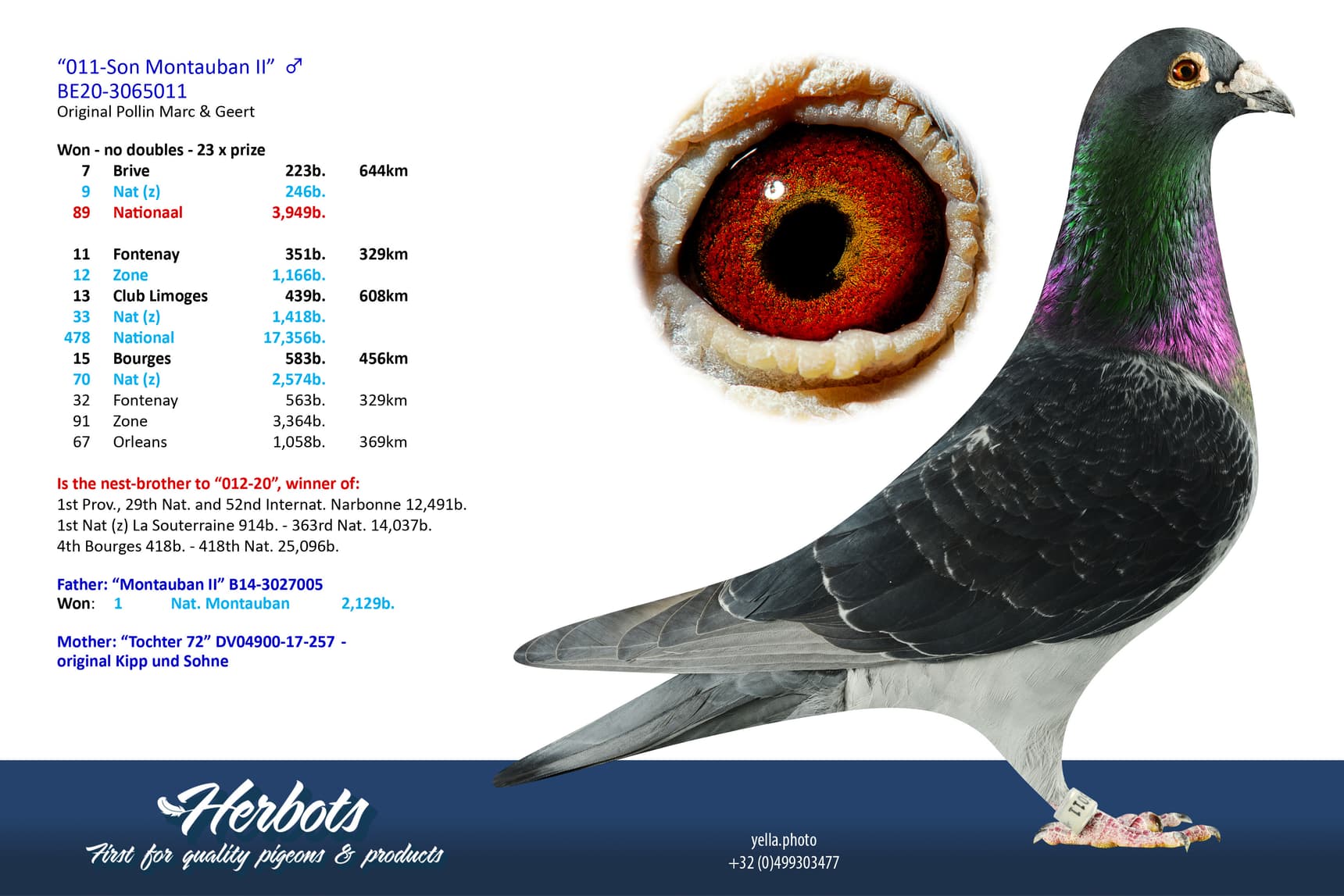 pigeon: undefined