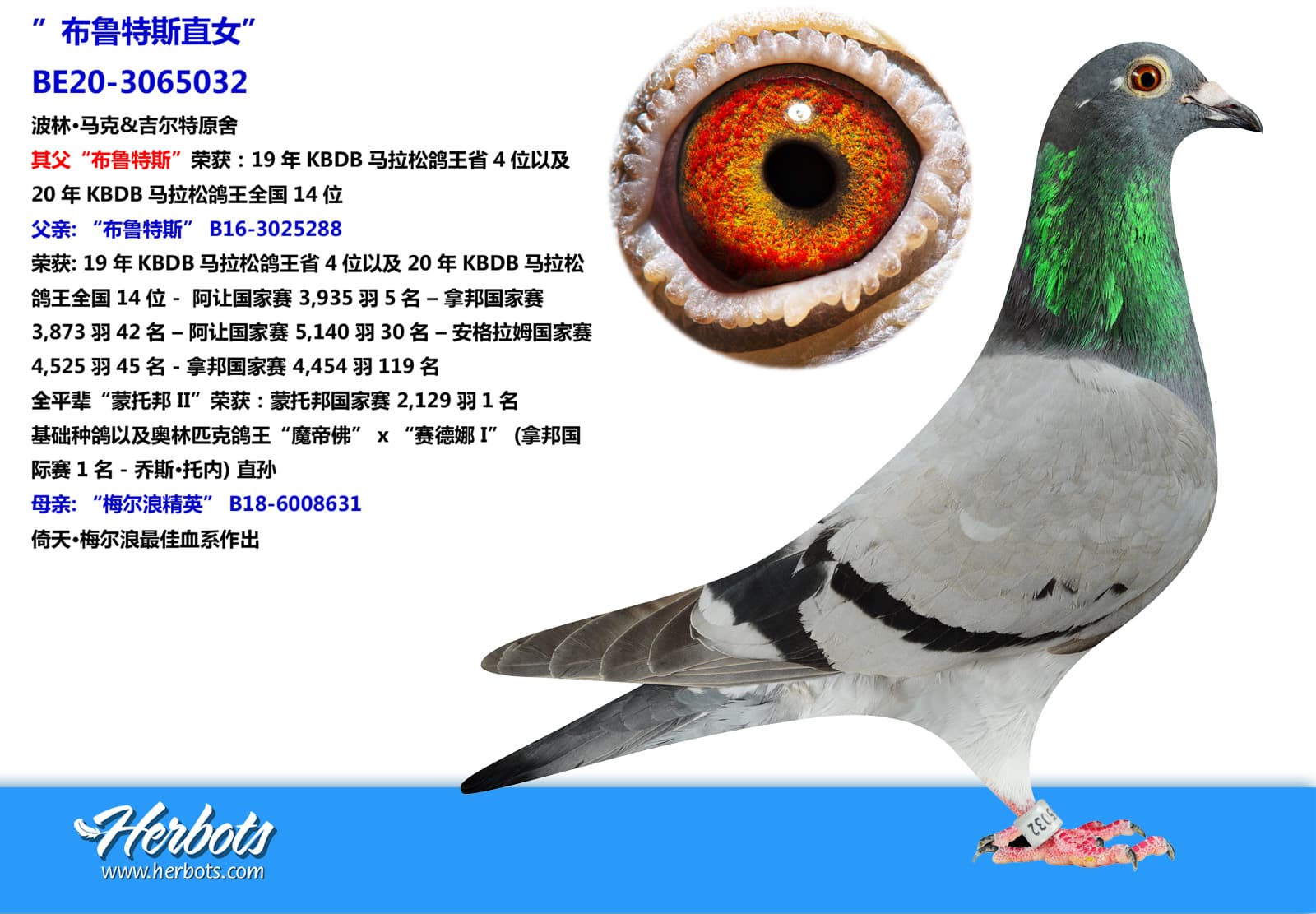 pigeon: undefined