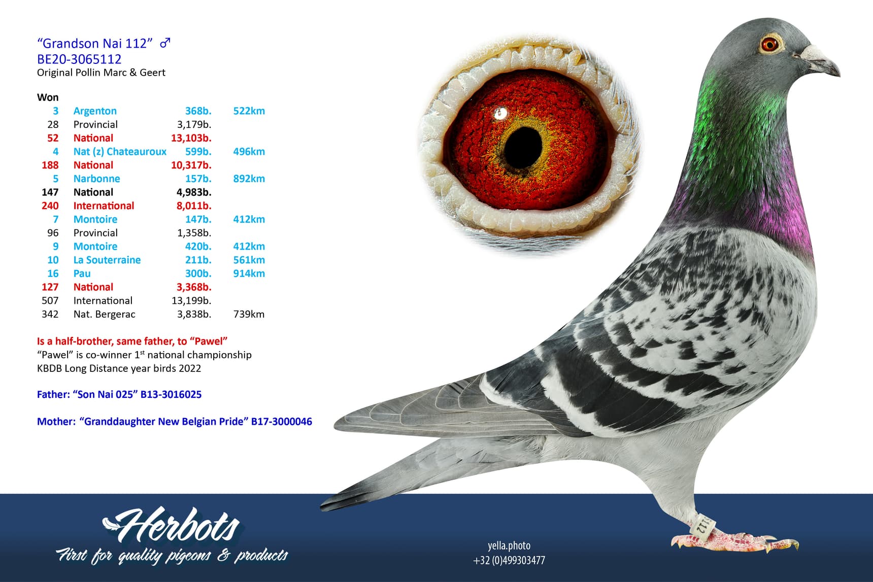 pigeon: undefined