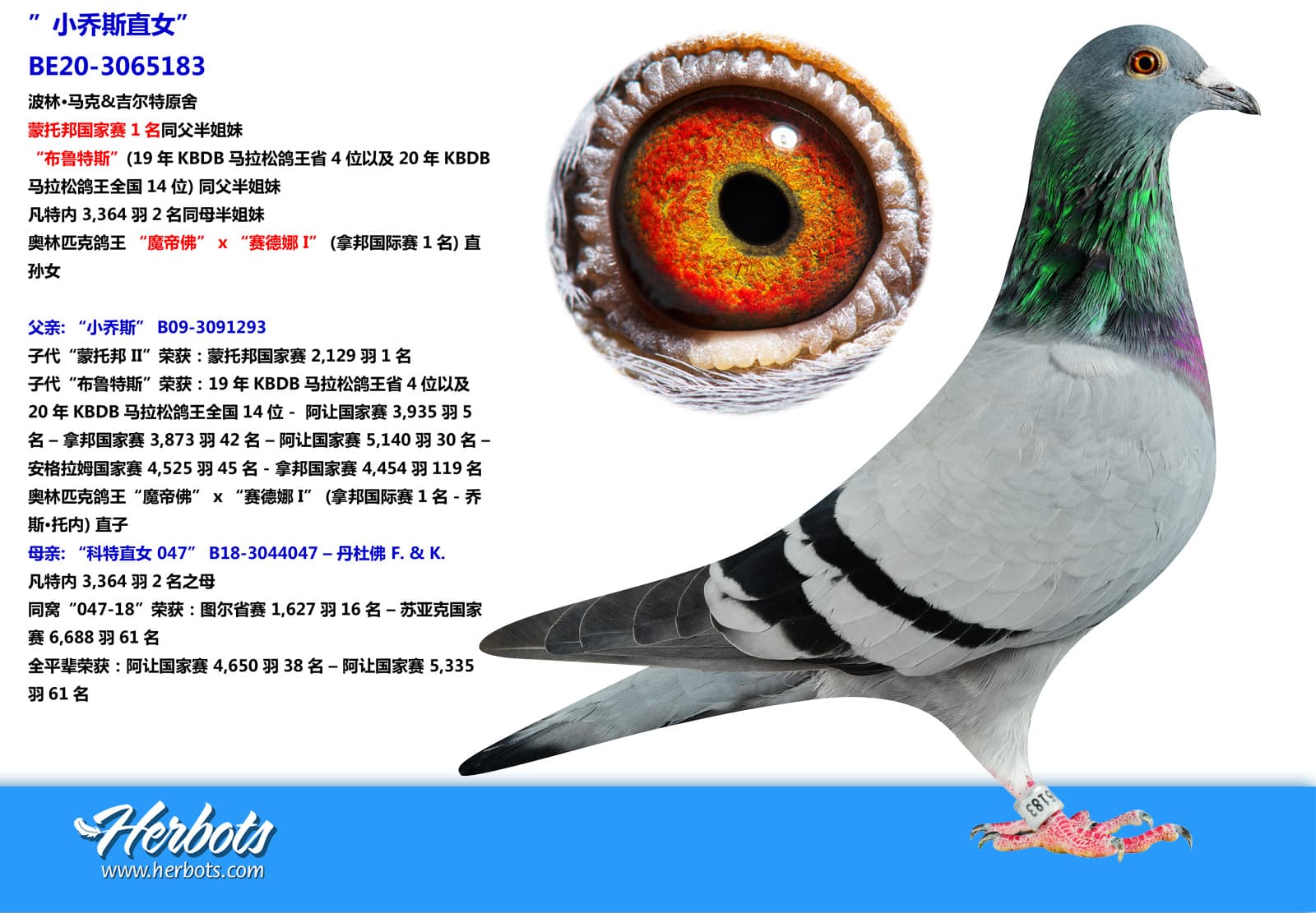 pigeon: undefined