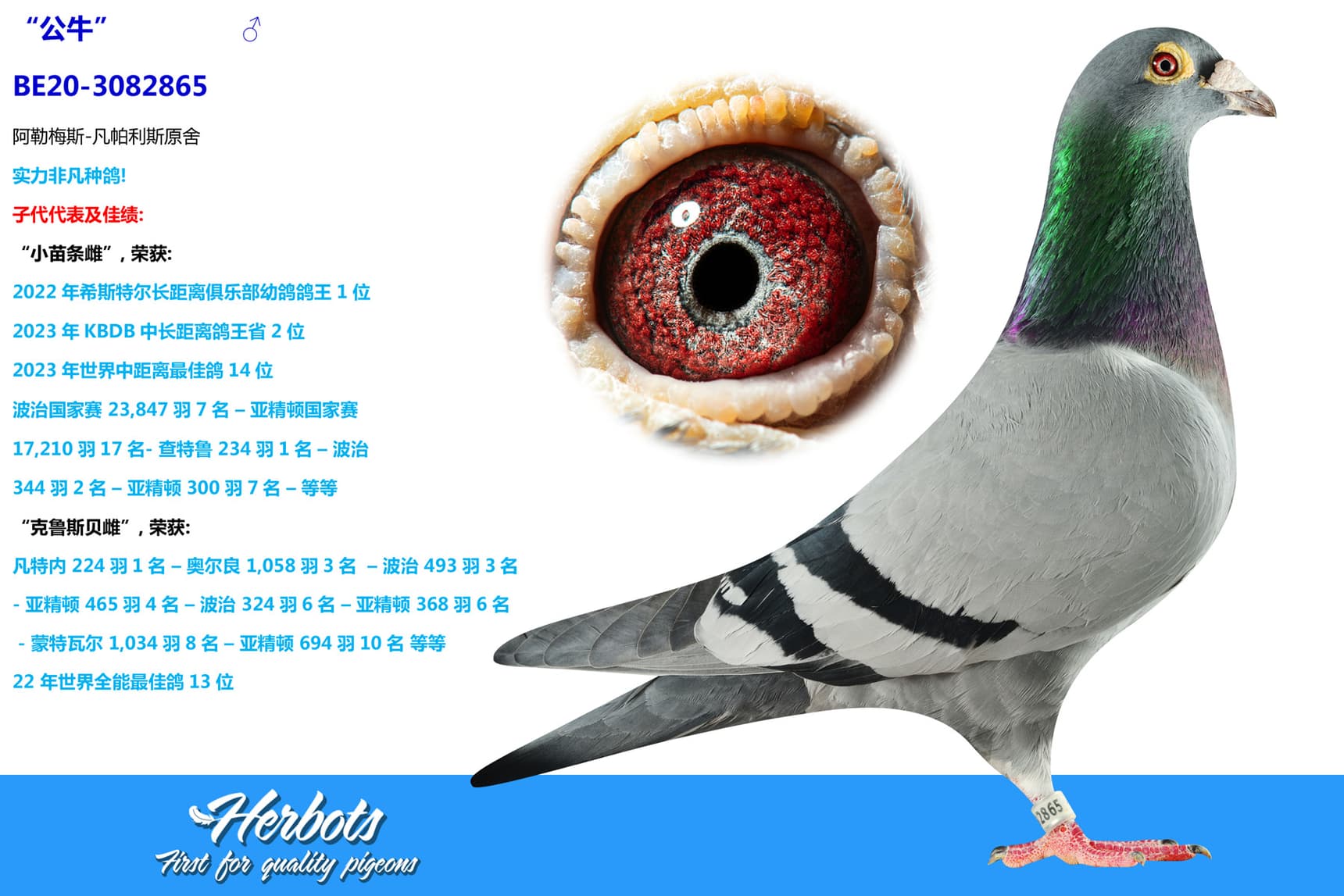 pigeon: “公牛”