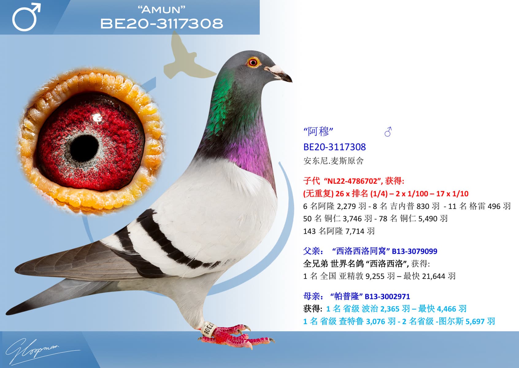 pigeon: undefined