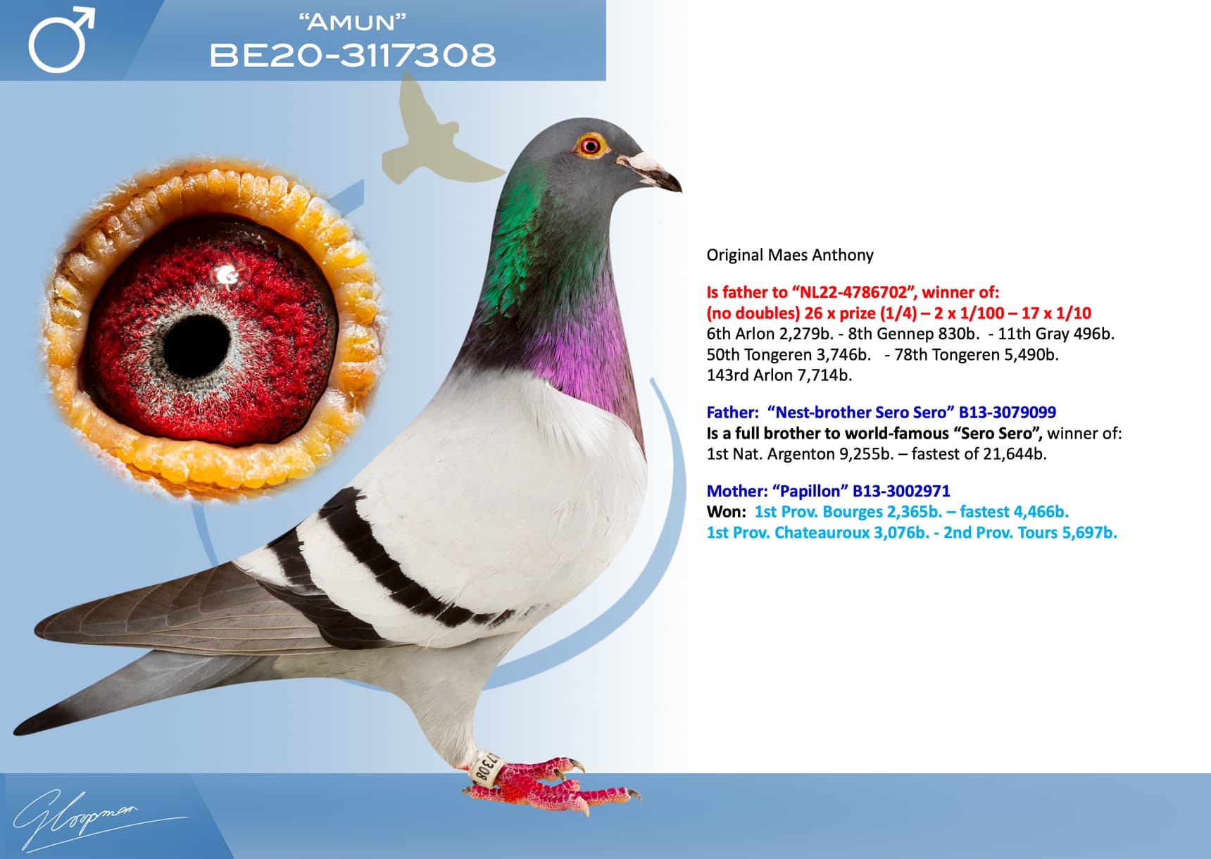 pigeon: undefined