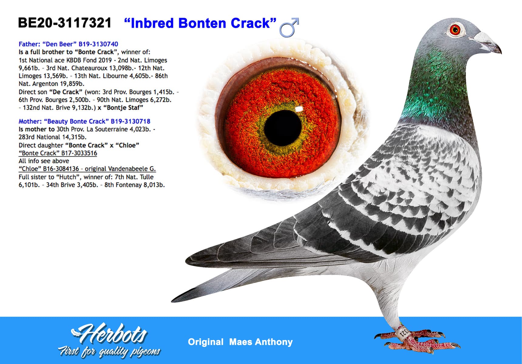 pigeon: undefined