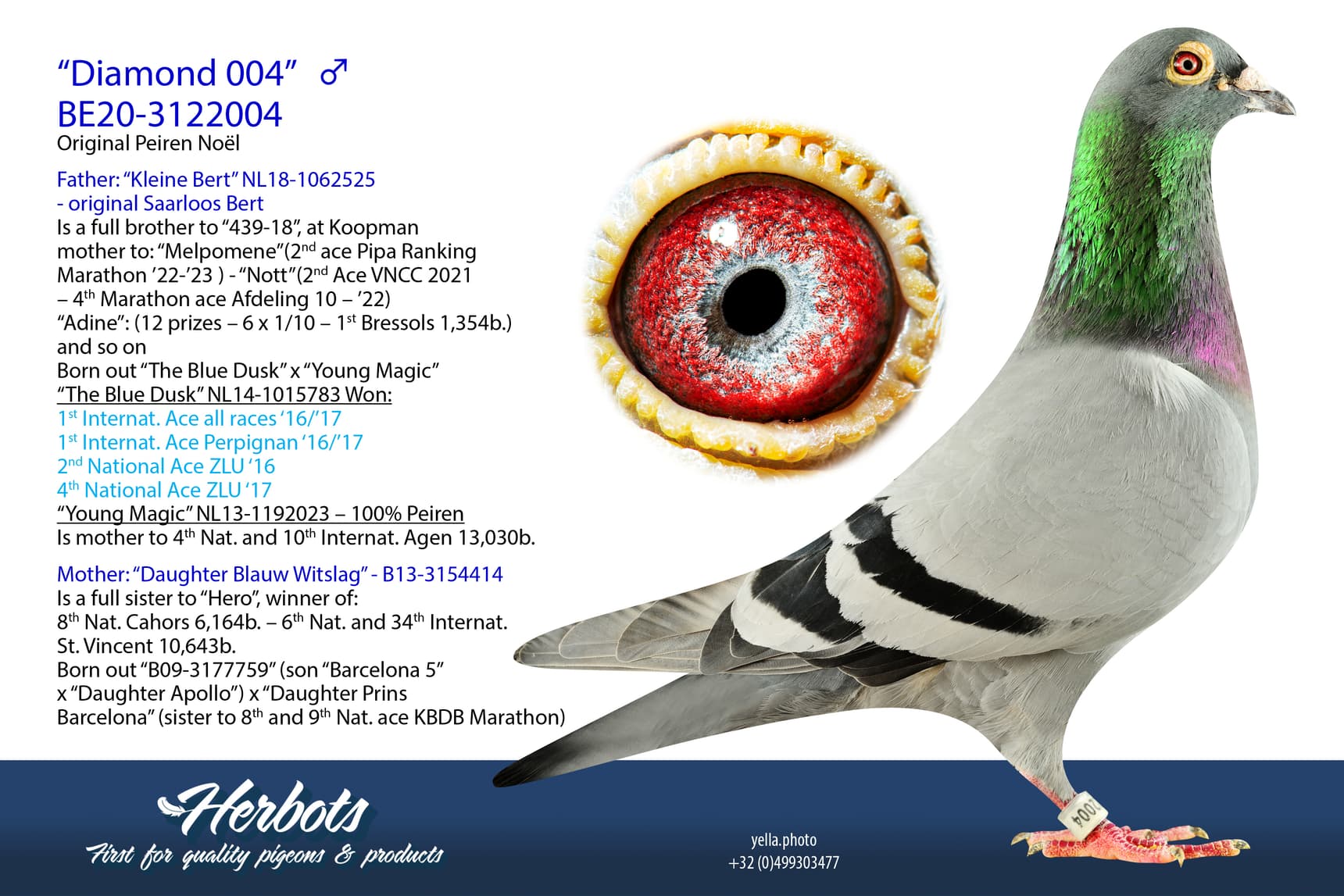 pigeon: undefined