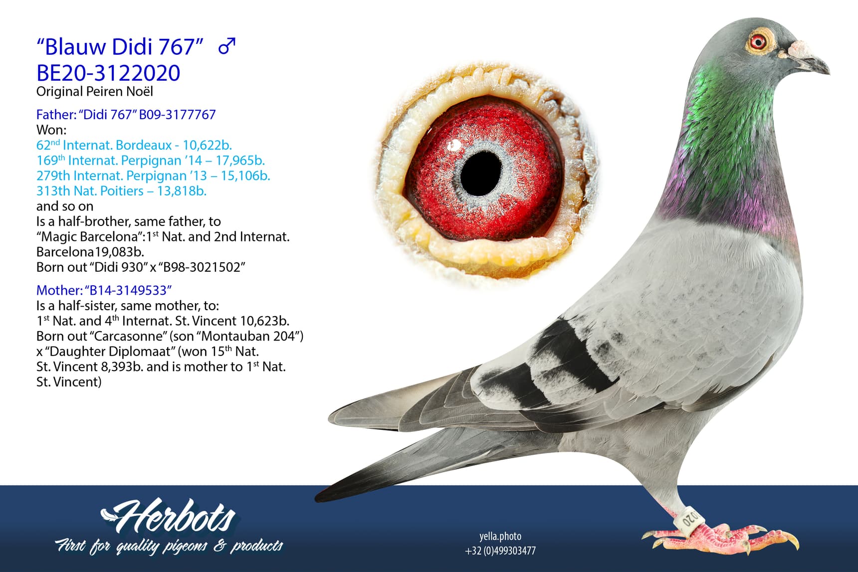 pigeon: undefined