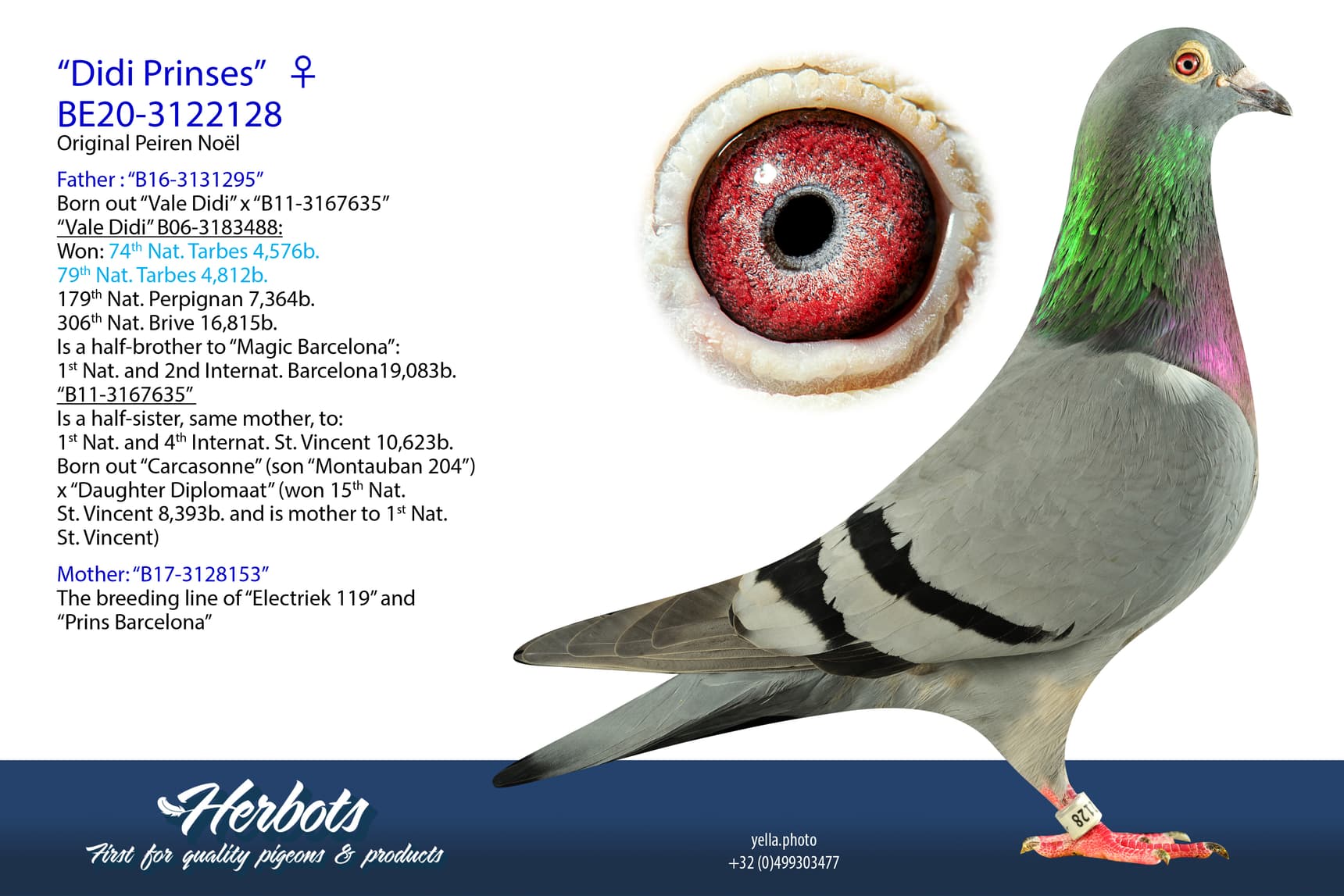 pigeon: undefined
