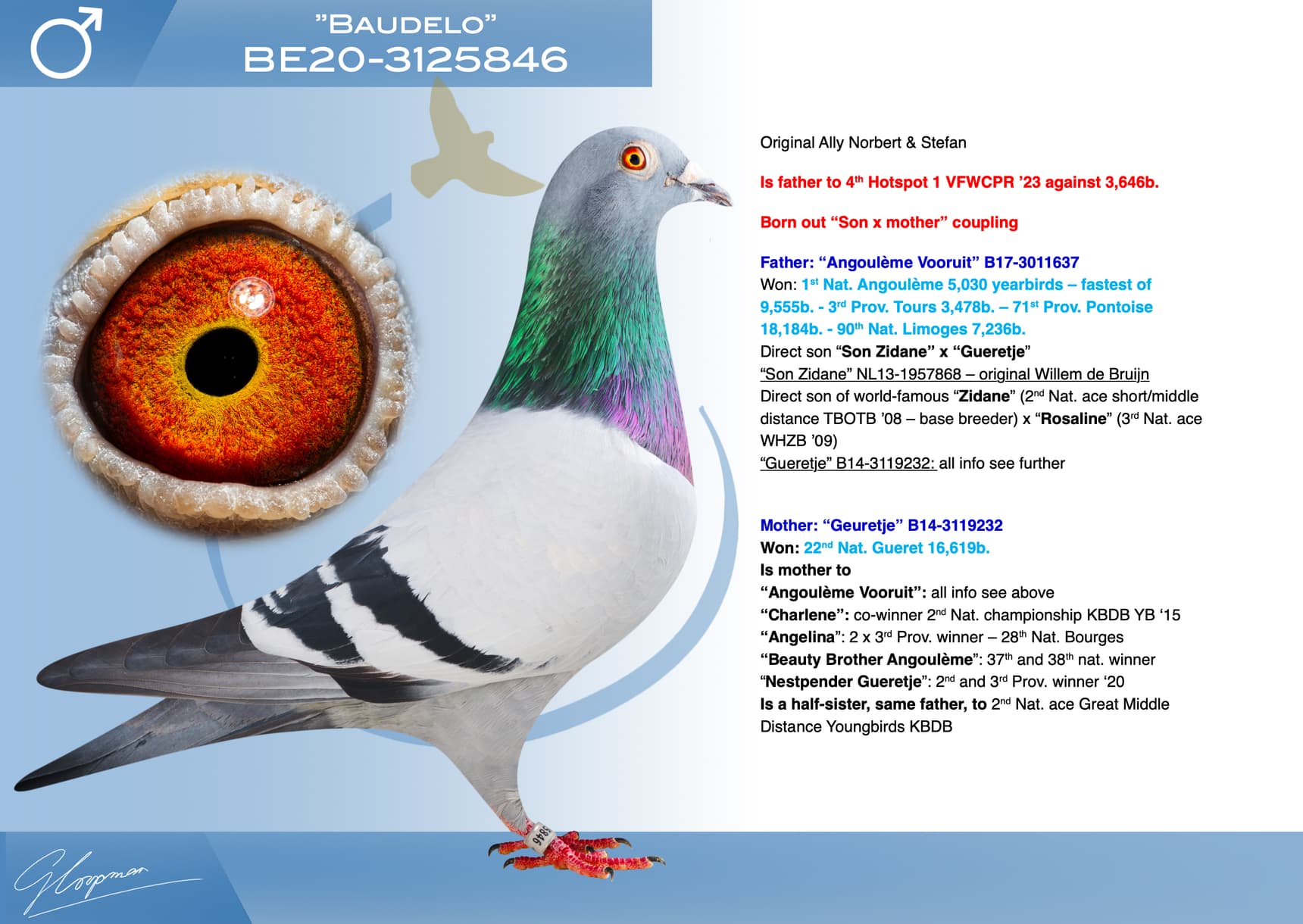 pigeon: undefined