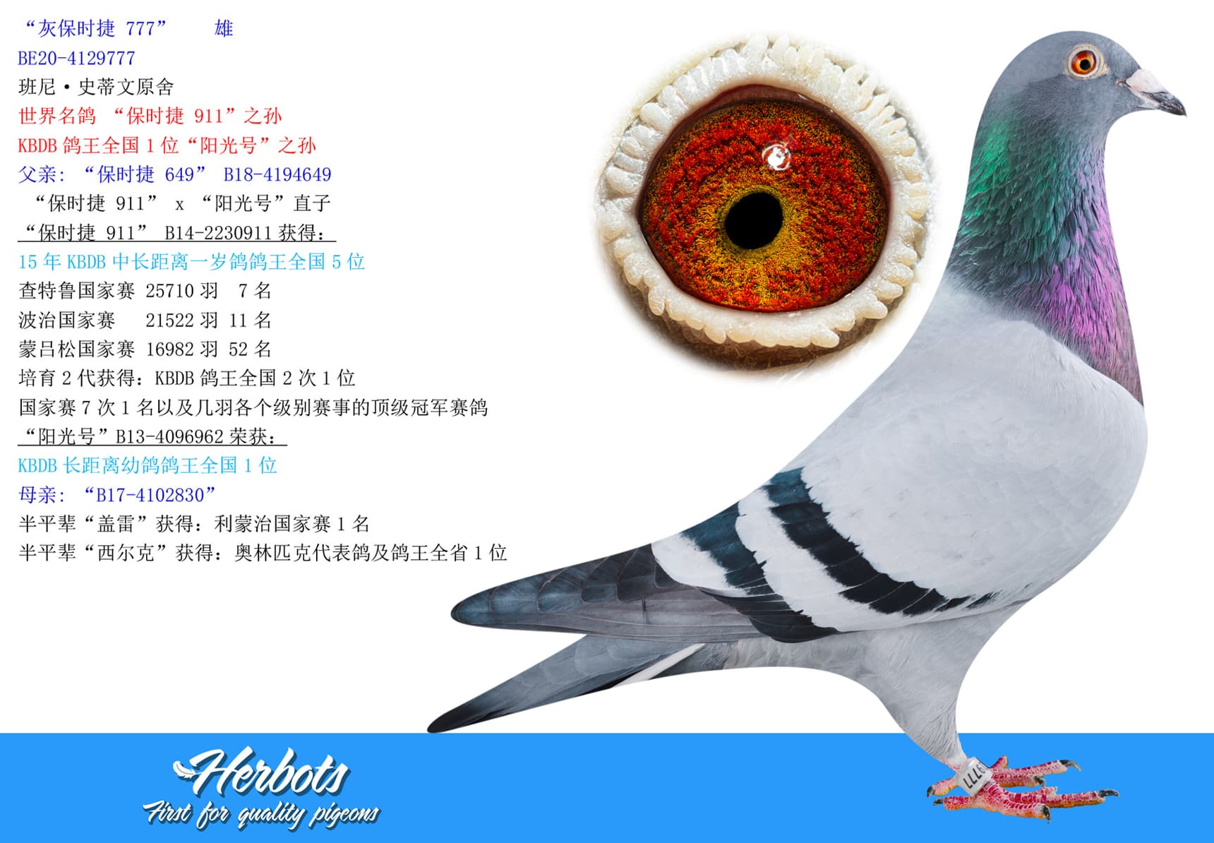 pigeon: undefined
