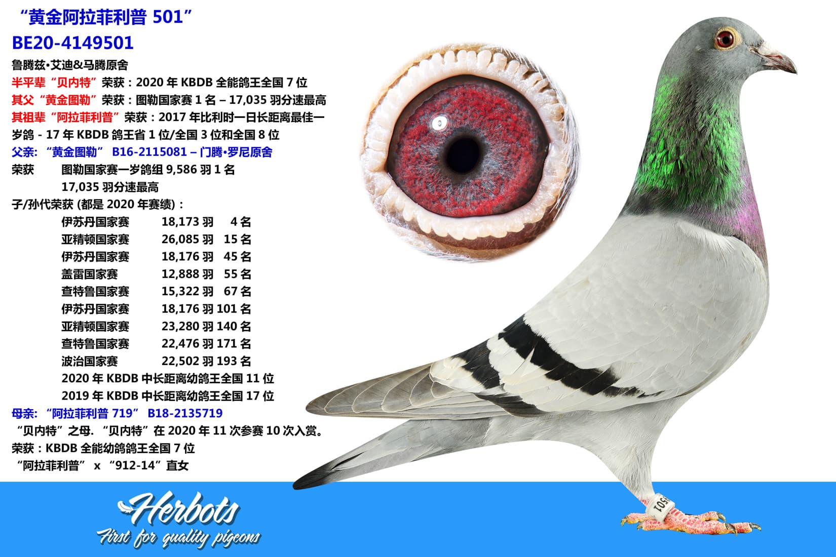 pigeon: undefined