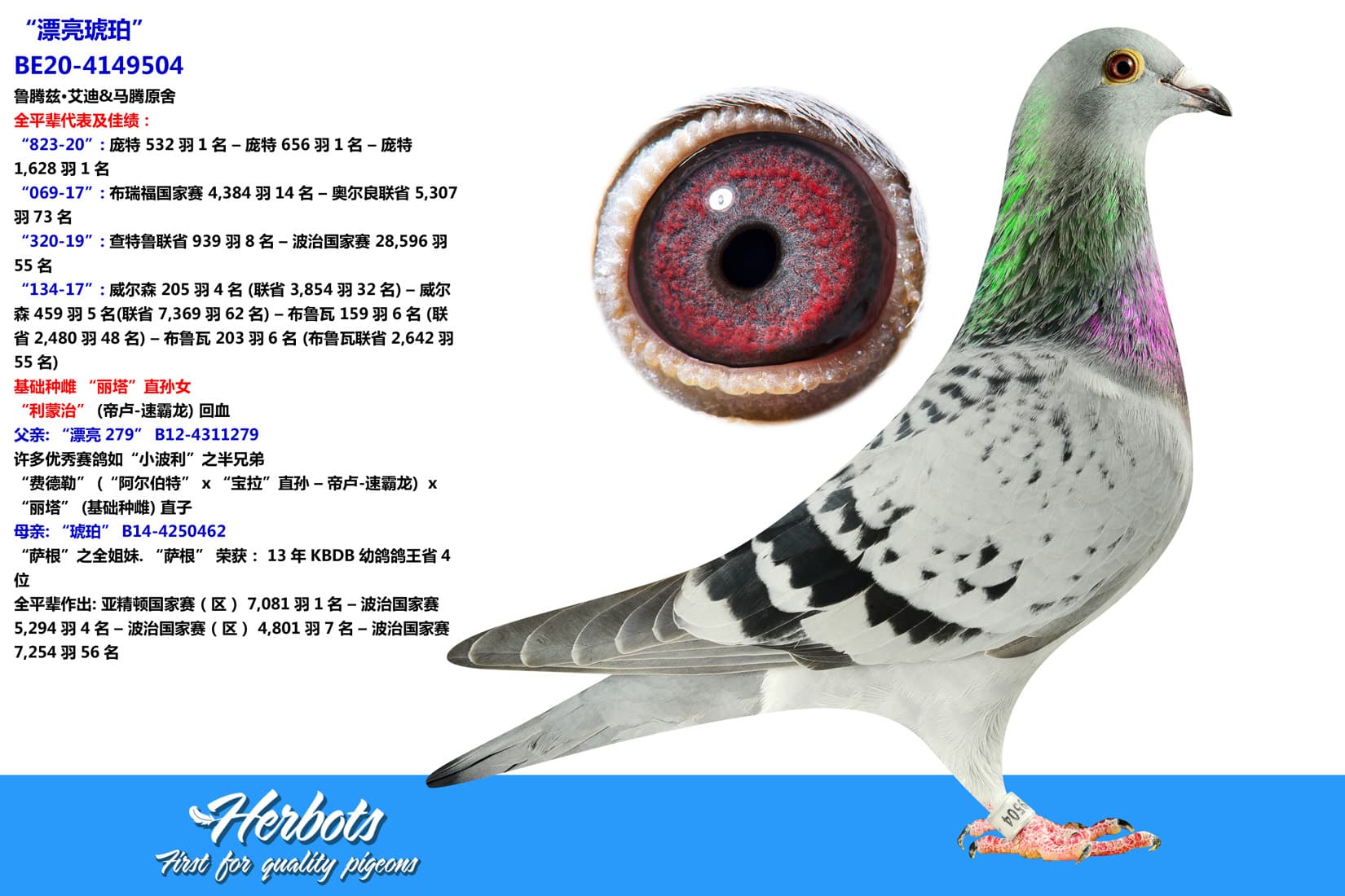 pigeon: undefined
