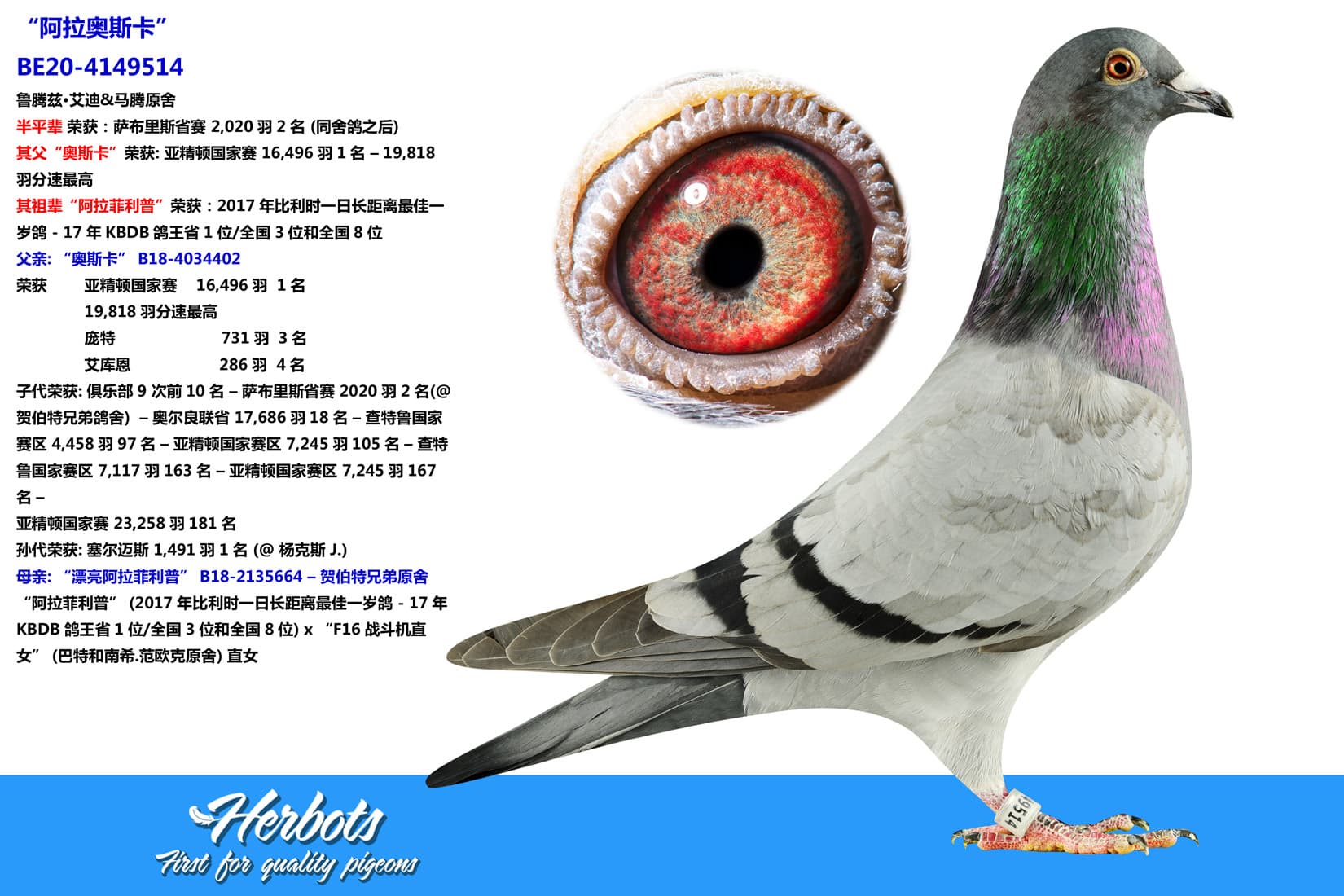 pigeon: undefined