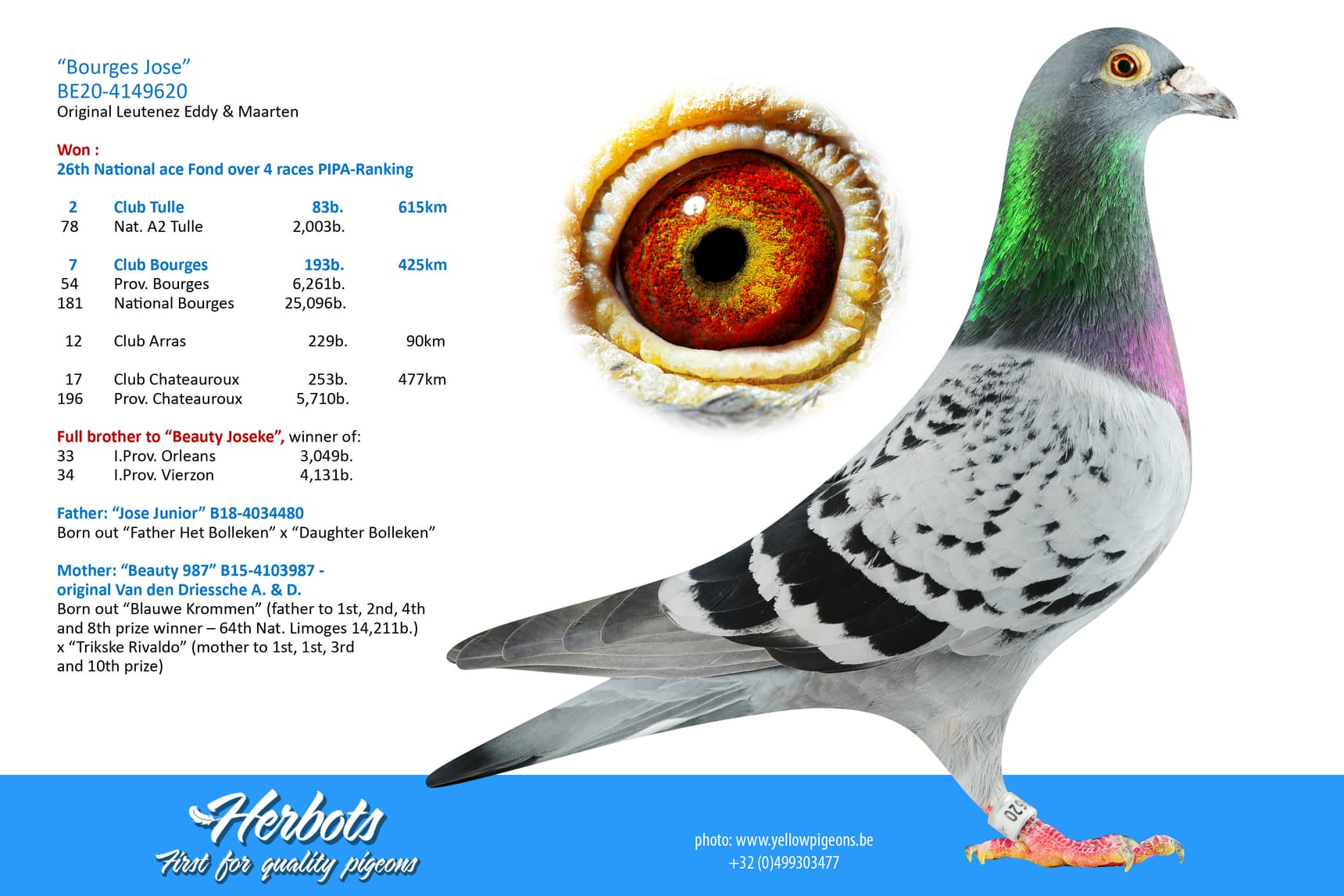 pigeon: undefined