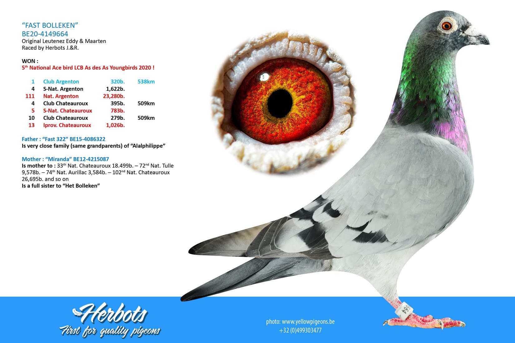 pigeon: undefined