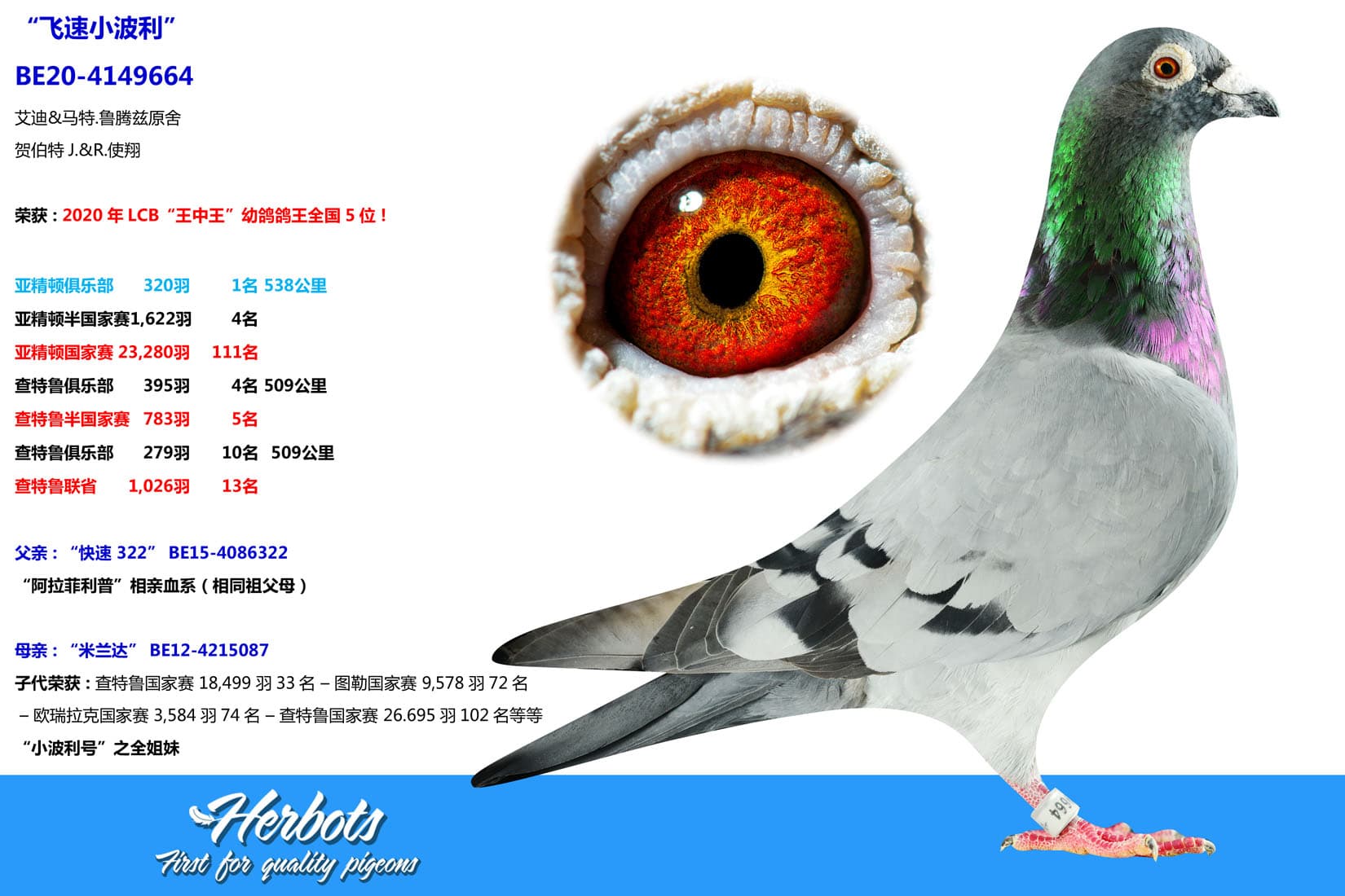 pigeon: undefined