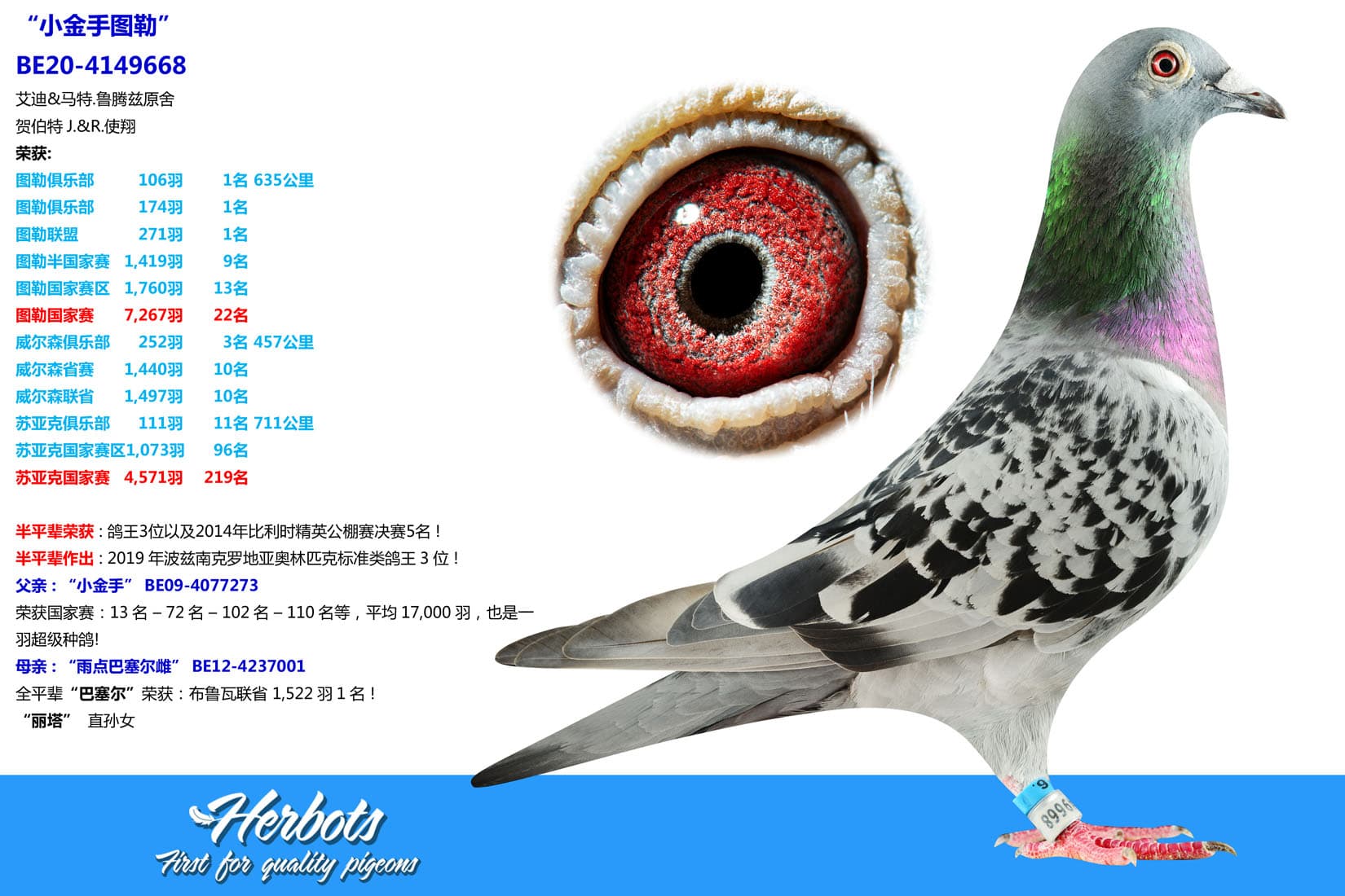 pigeon: undefined