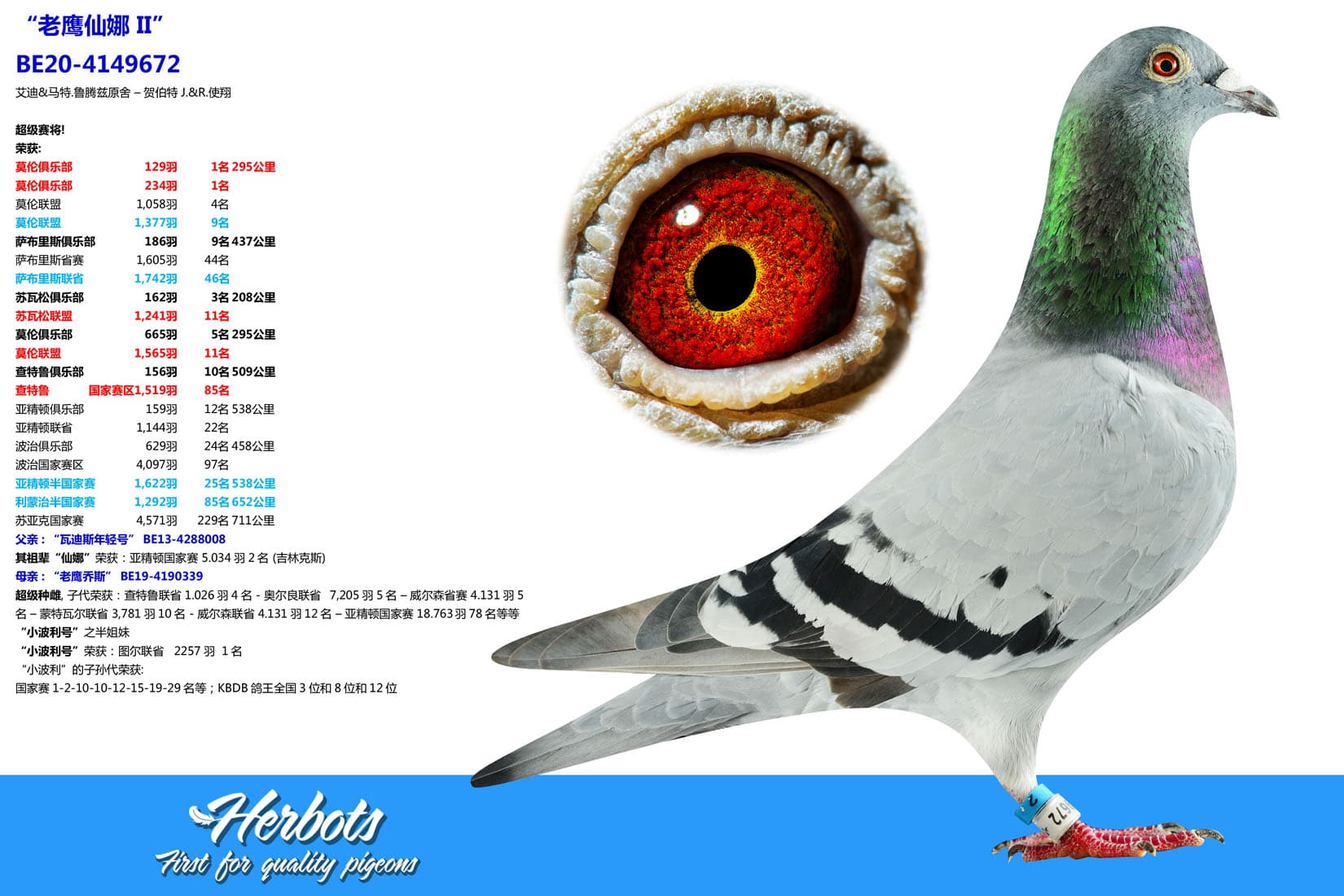 pigeon: undefined