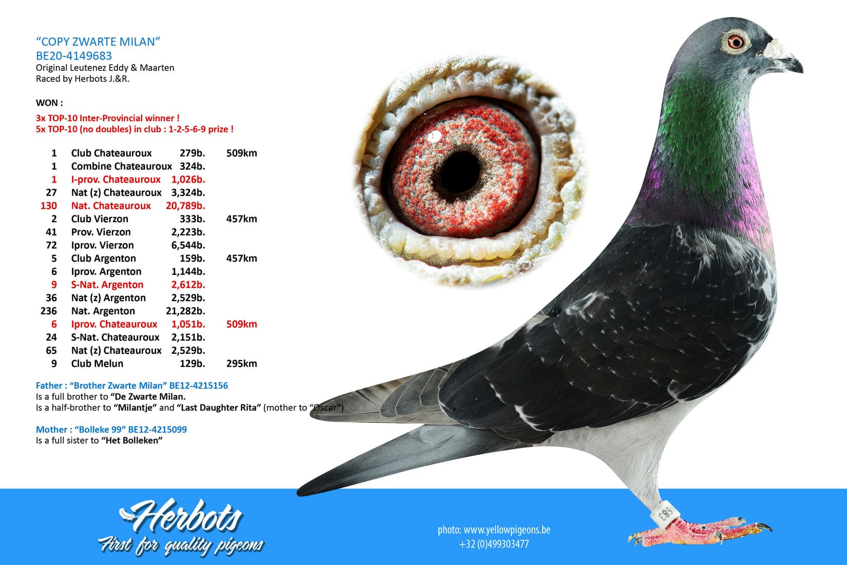 pigeon: undefined