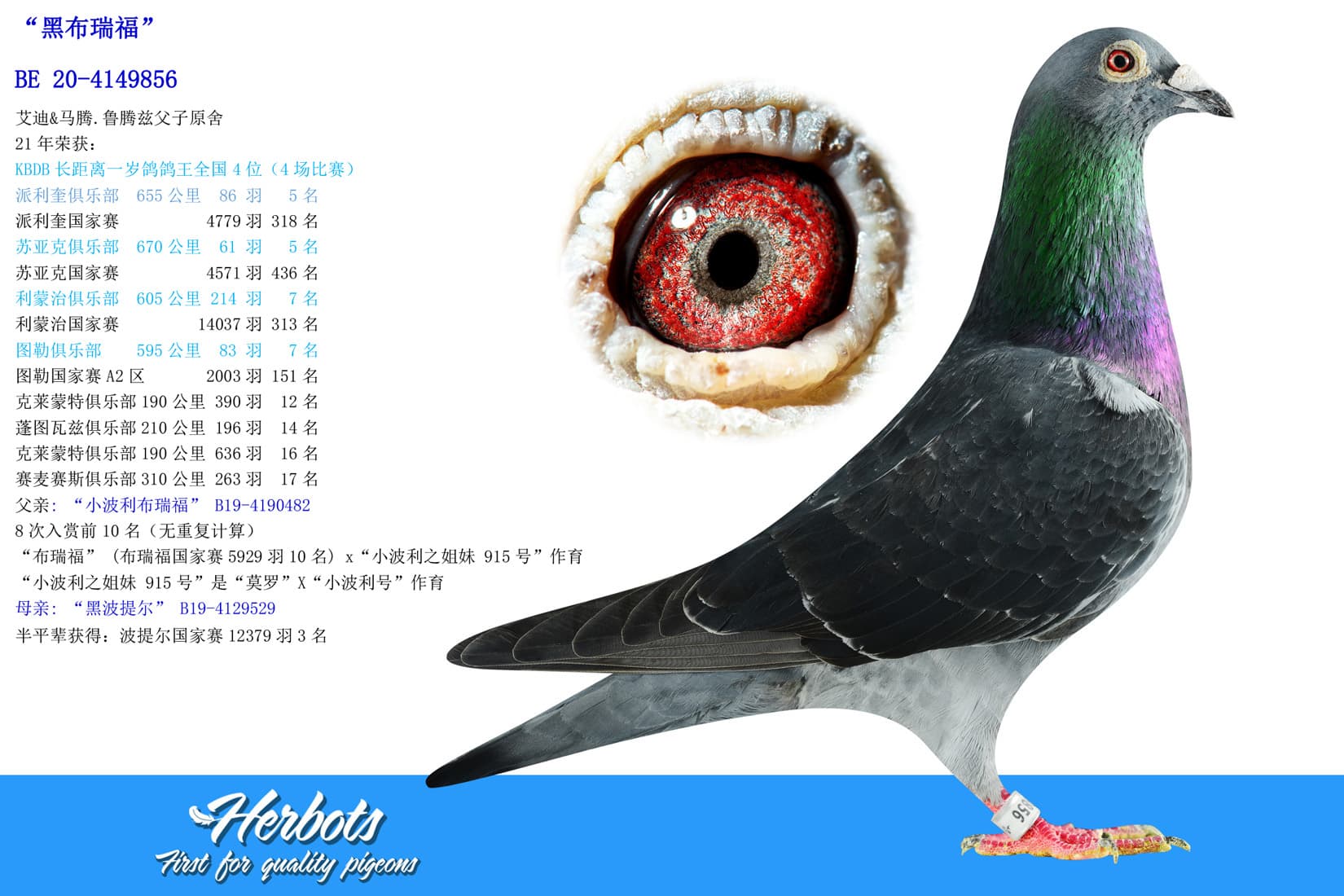 pigeon: undefined