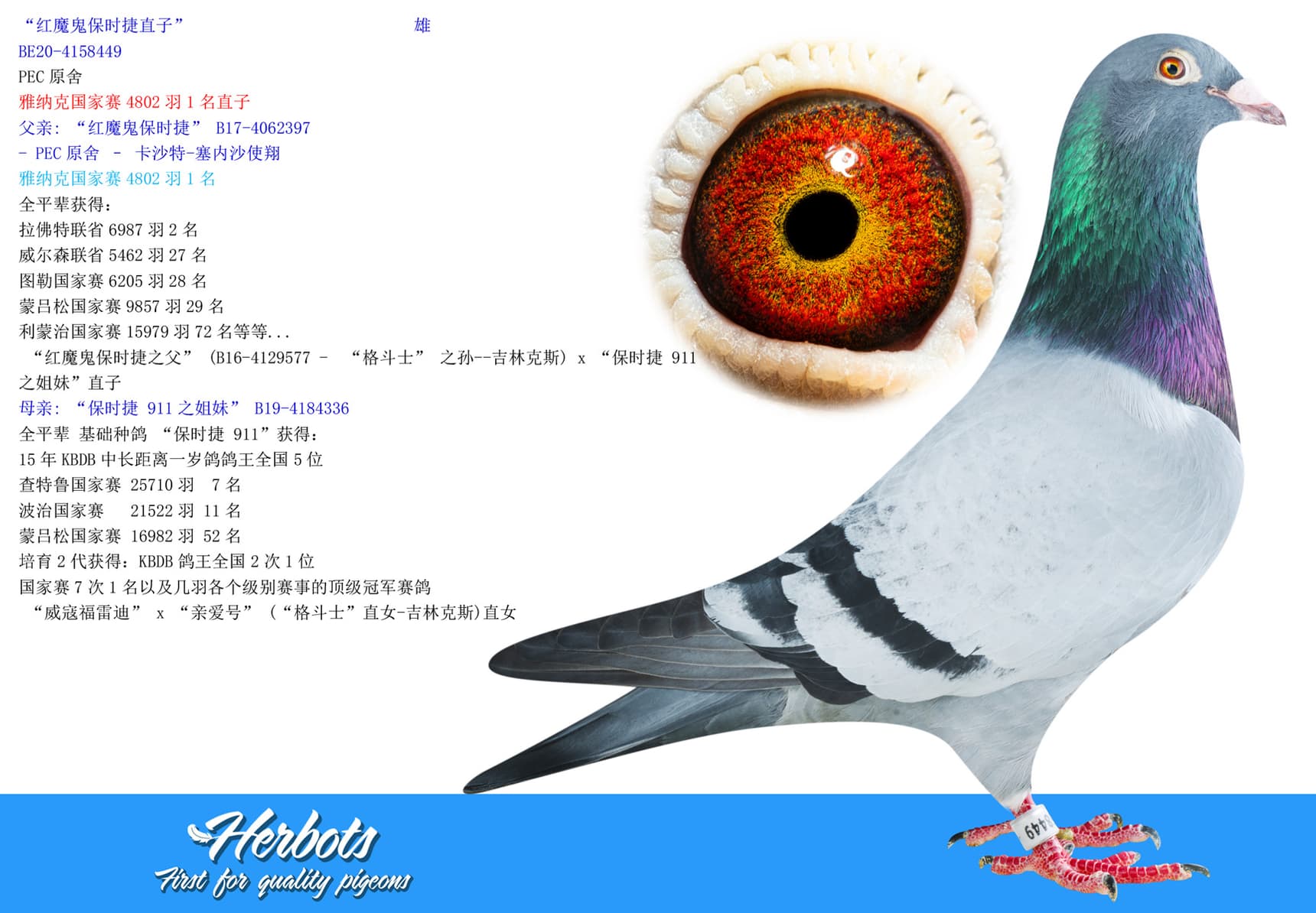 pigeon: undefined