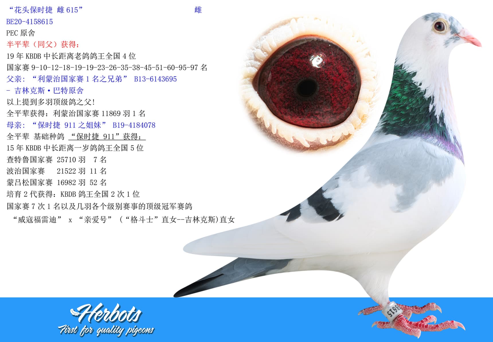 pigeon: undefined