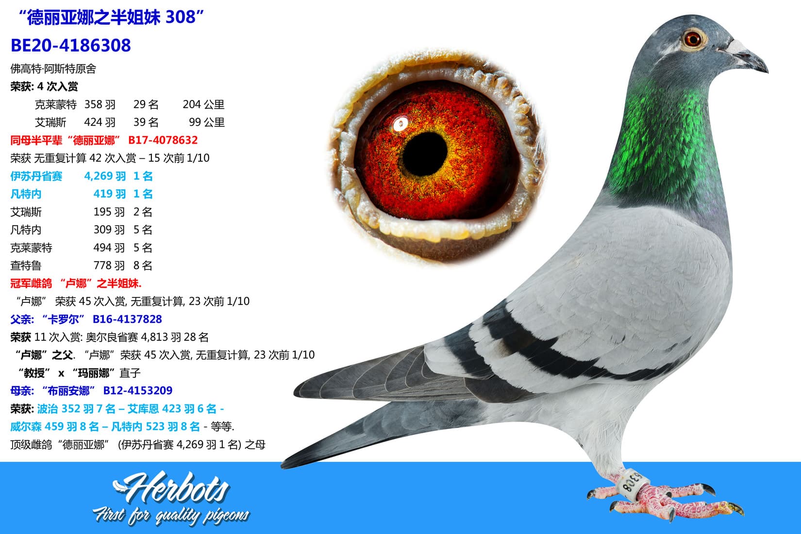 pigeon: undefined