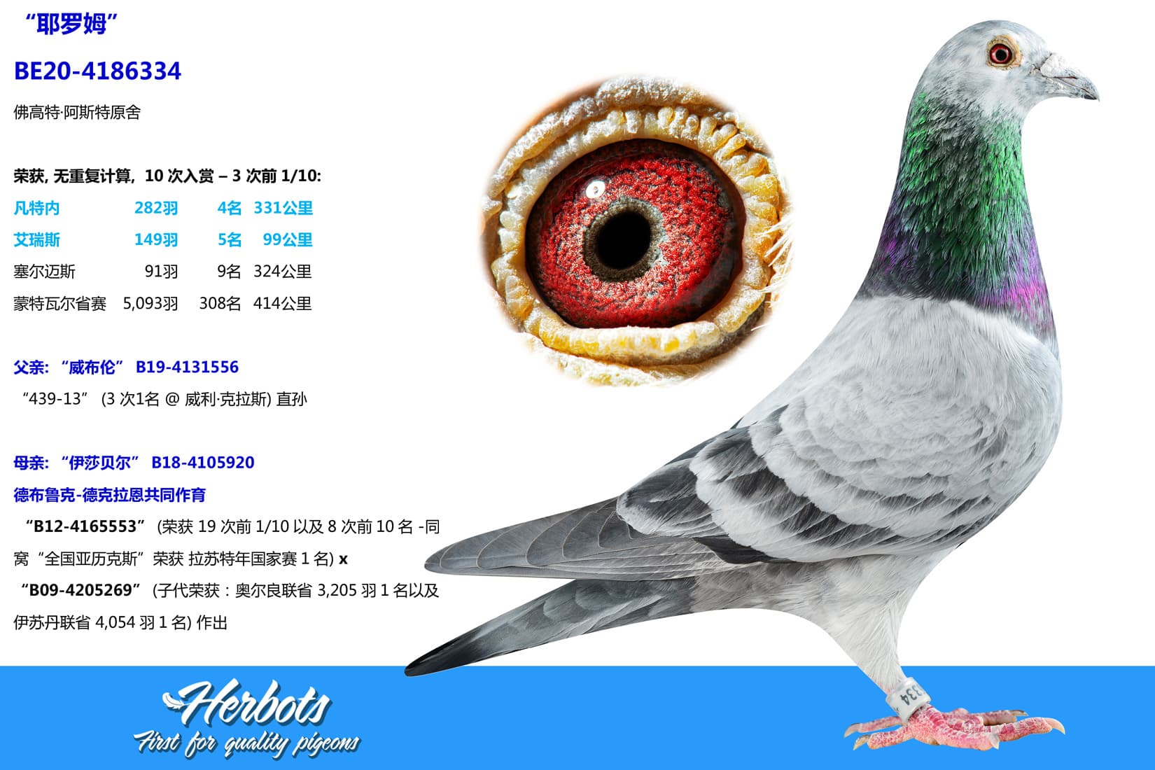 pigeon: undefined