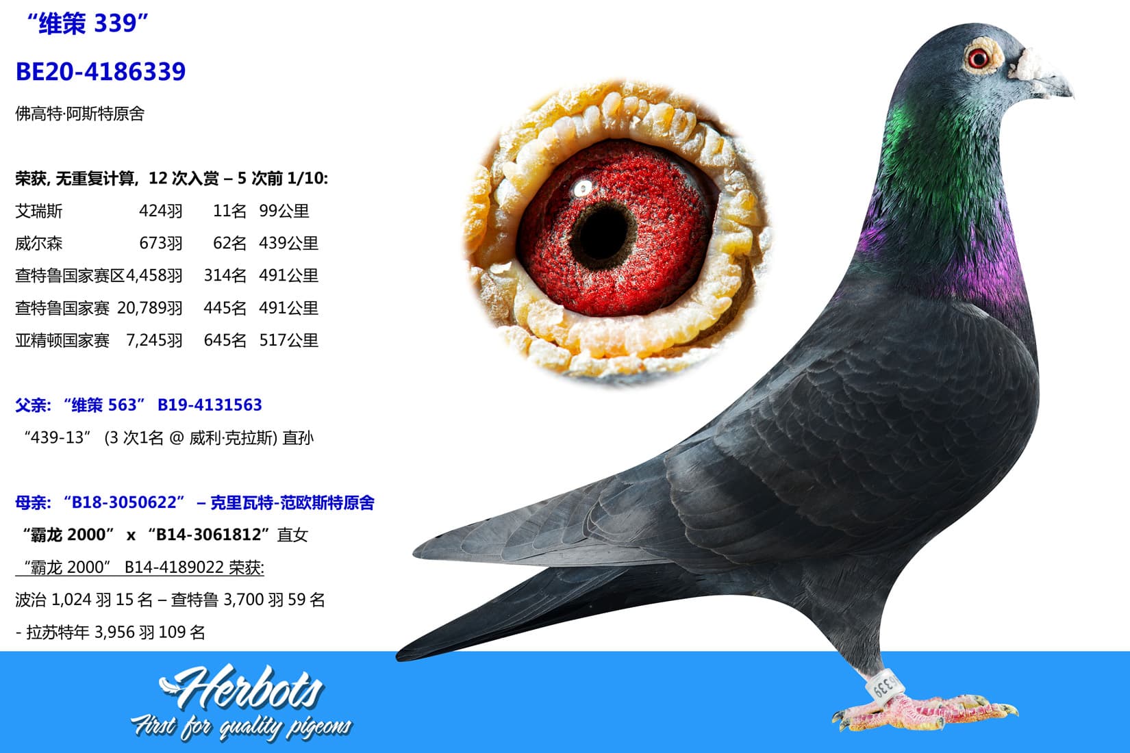 pigeon: undefined