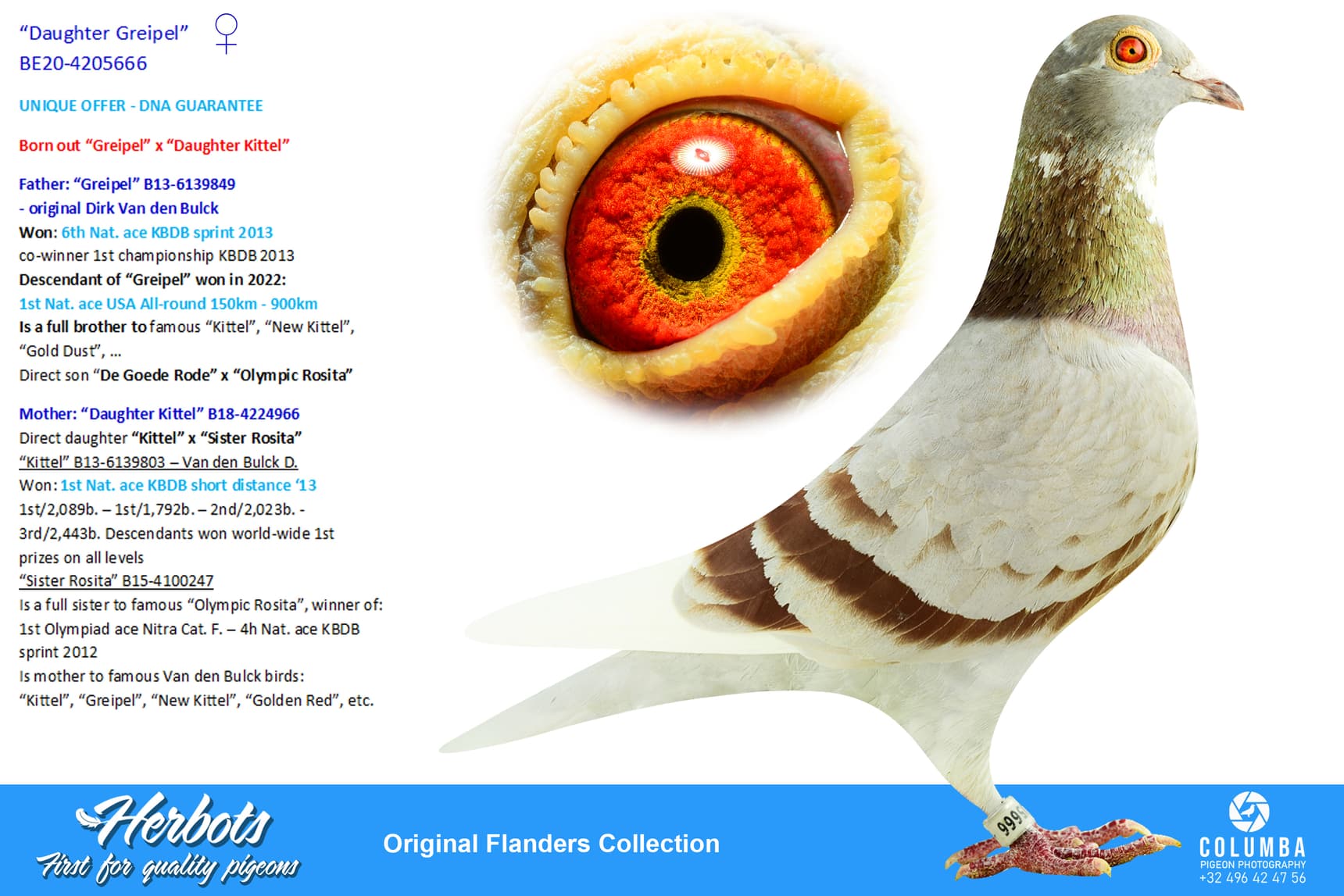 pigeon: undefined