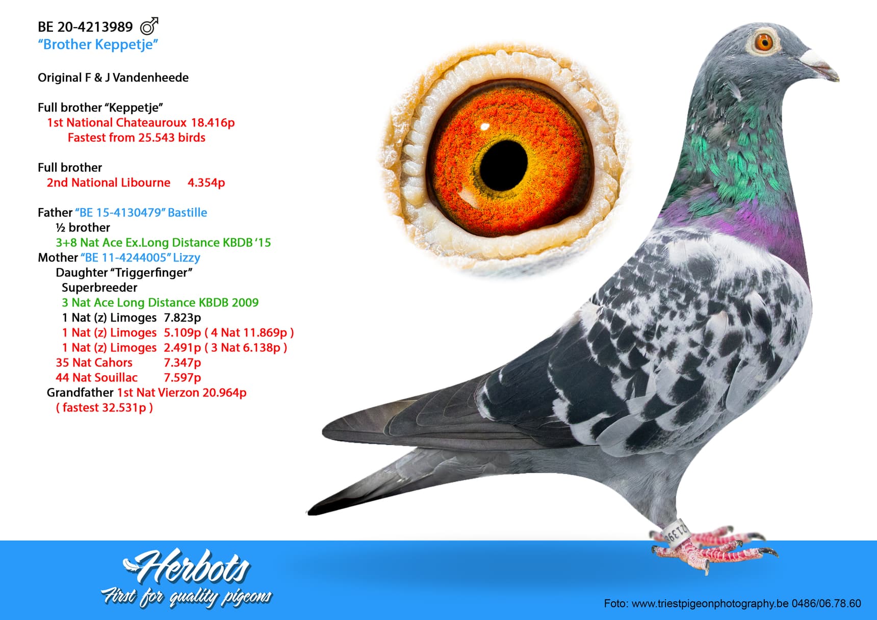 pigeon: undefined